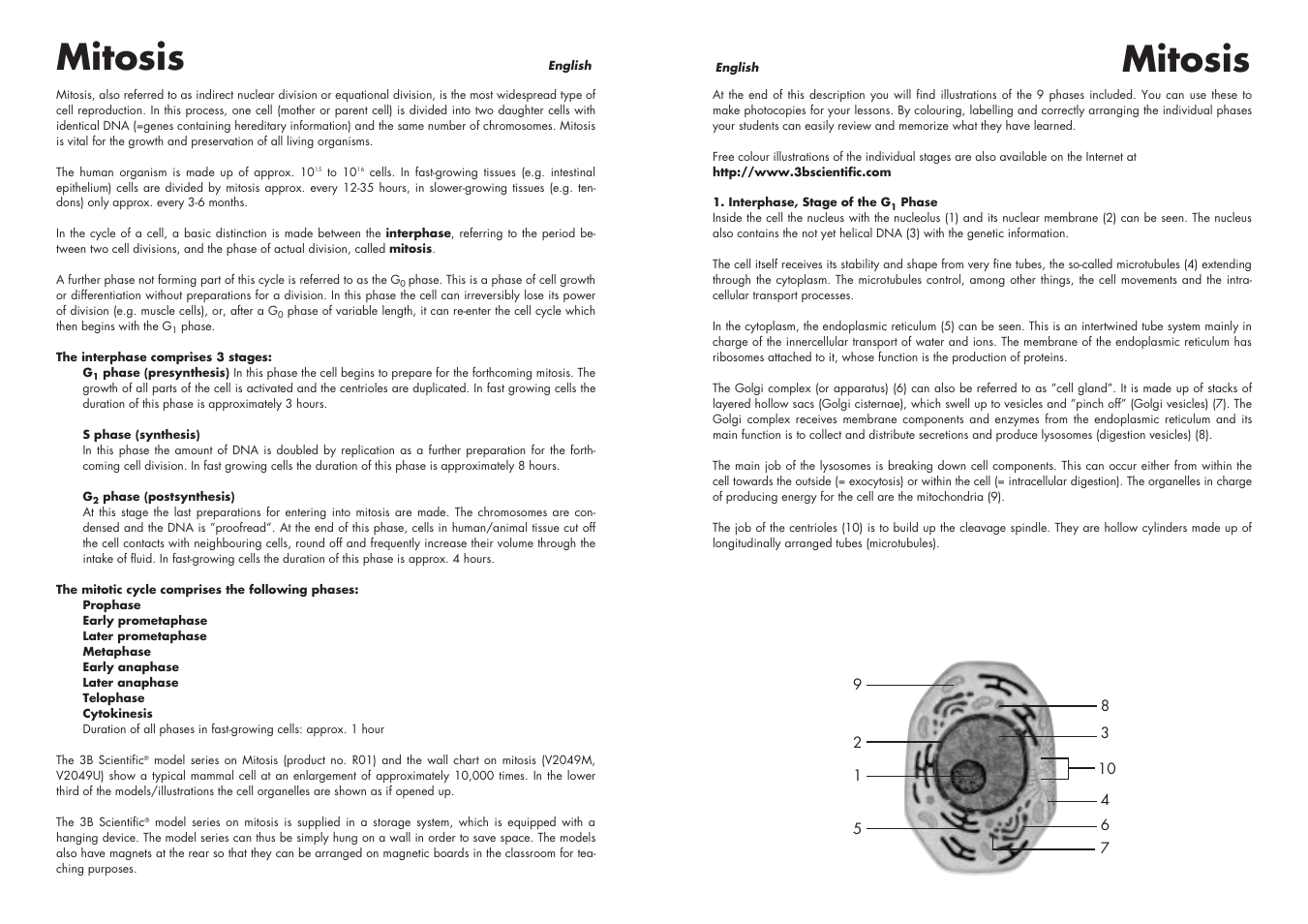 Mitosis | 3B Scientific Cell Division I Chart, Mitosis User Manual | Page 2 / 28