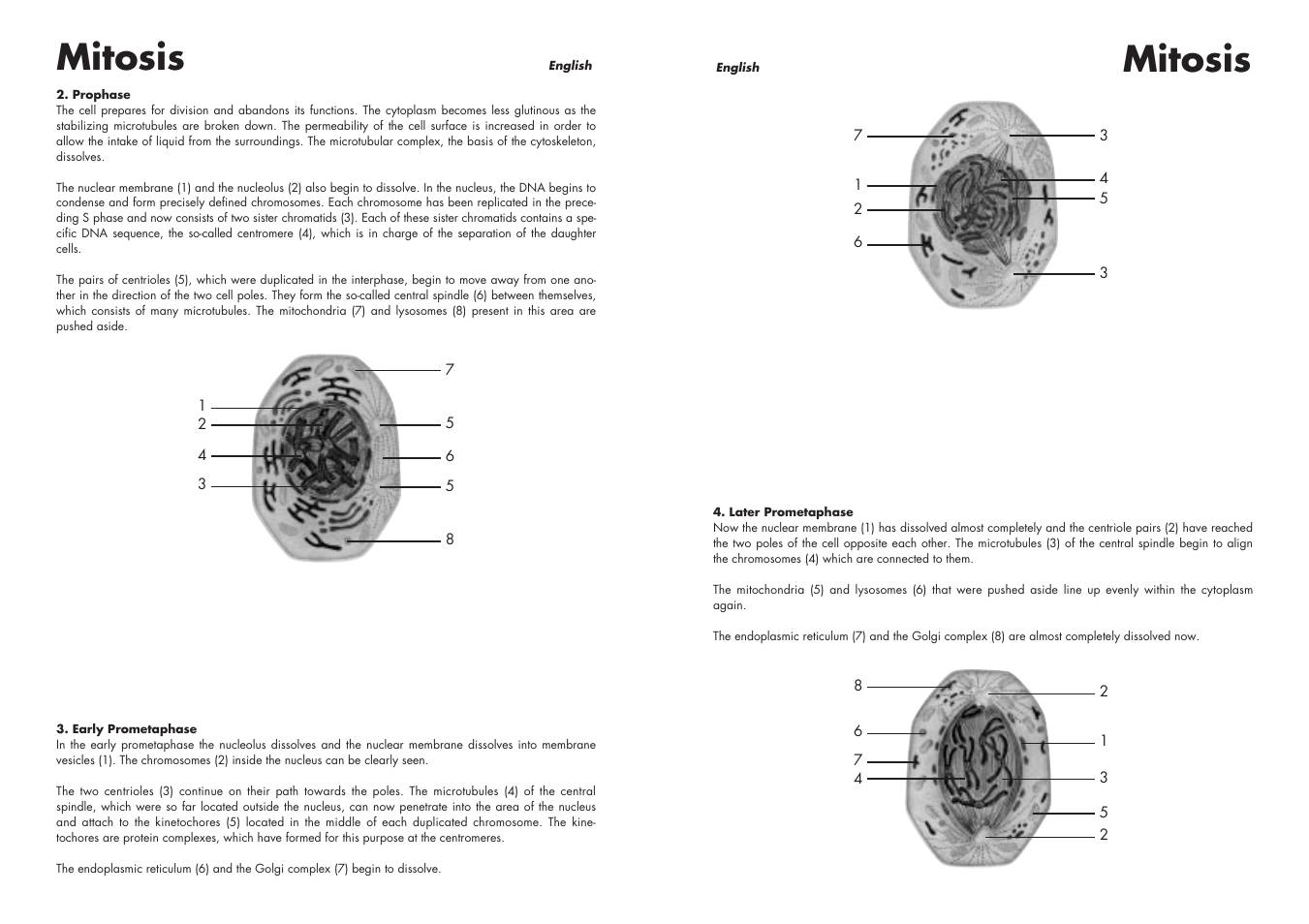 Mitosis | 3B Scientific Cell Division I Chart, Mitosis User Manual | Page 3 / 28