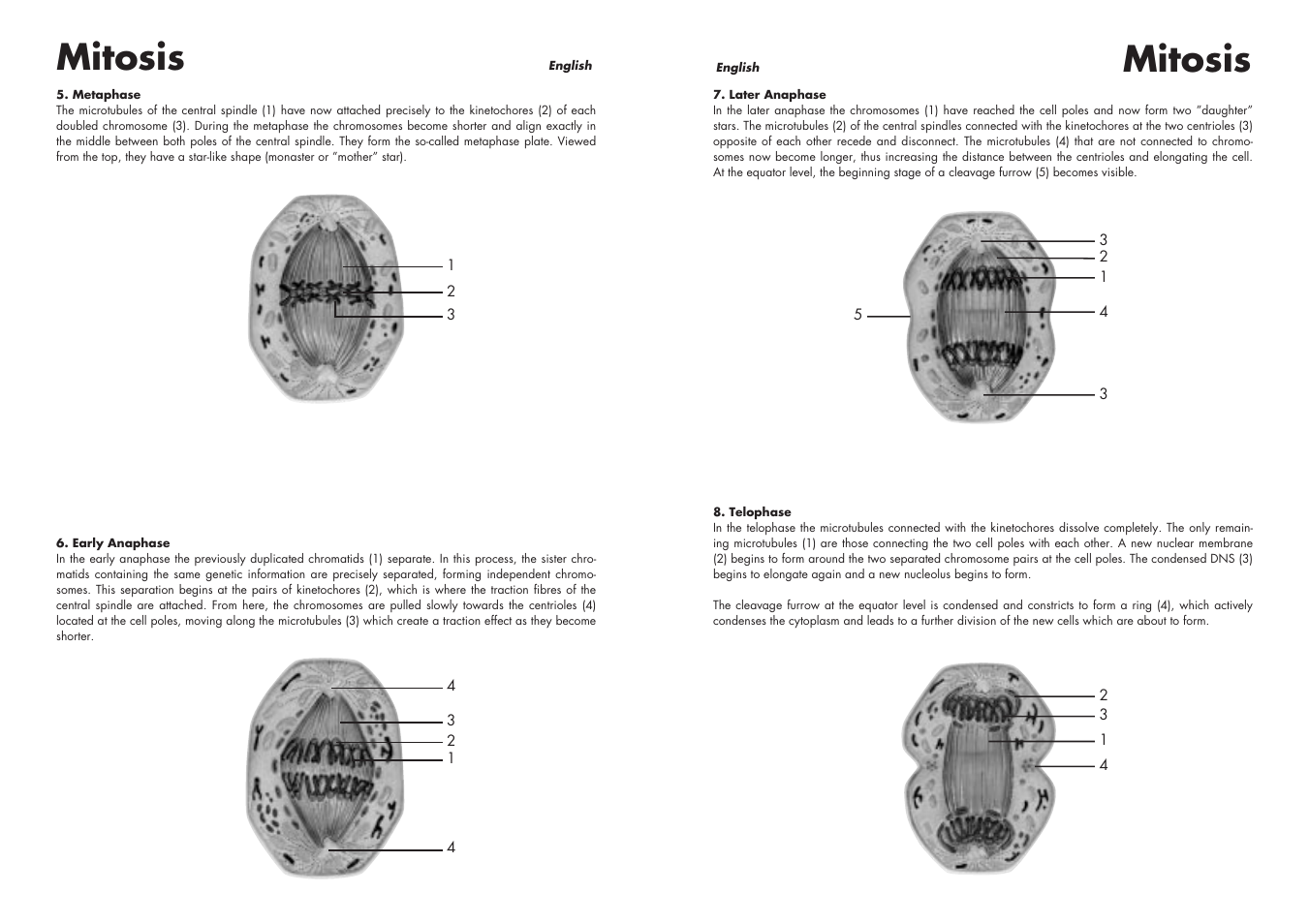 Mitosis | 3B Scientific Cell Division I Chart, Mitosis User Manual | Page 4 / 28