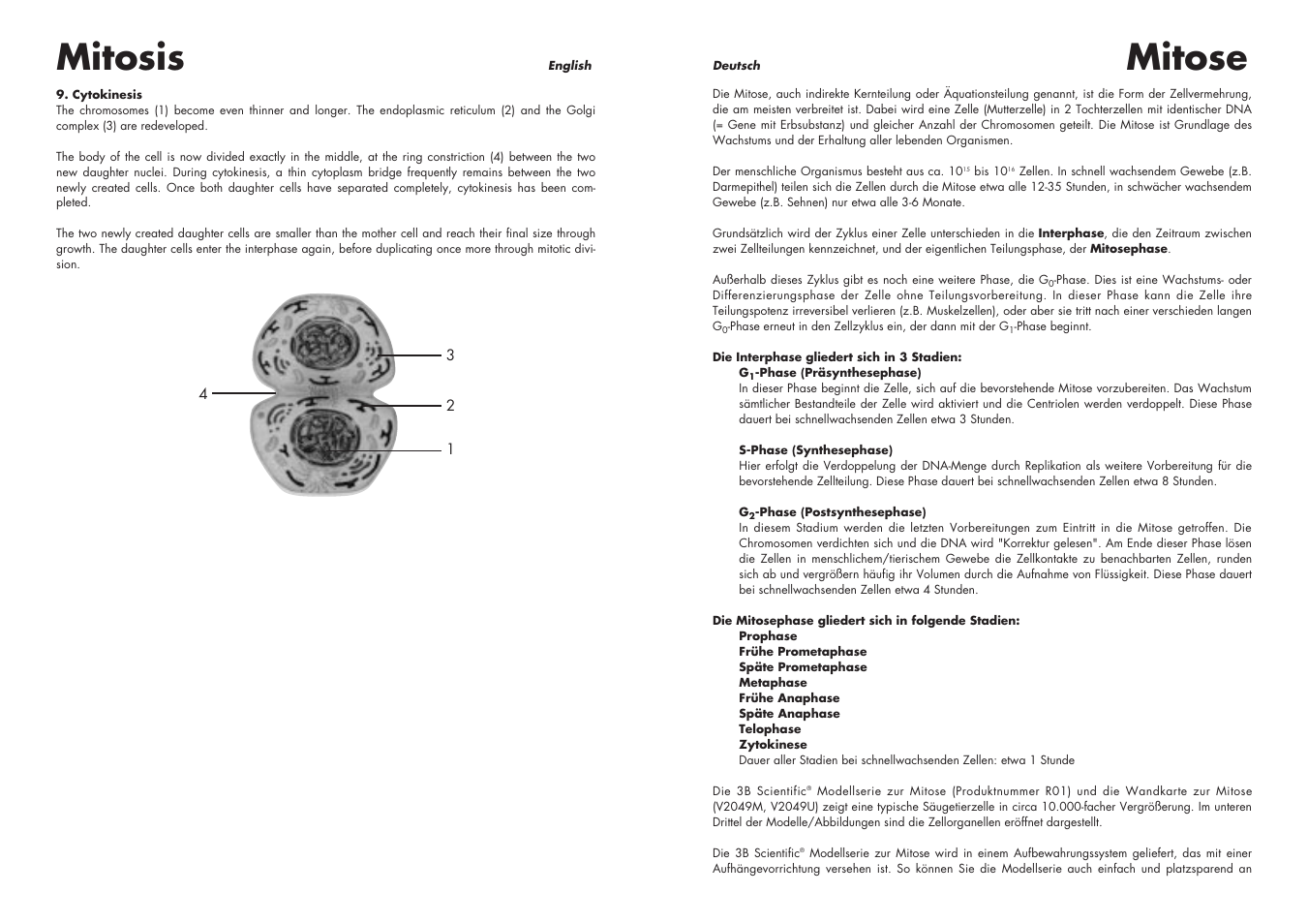 Mitosis, Mitose | 3B Scientific Cell Division I Chart, Mitosis User Manual | Page 5 / 28