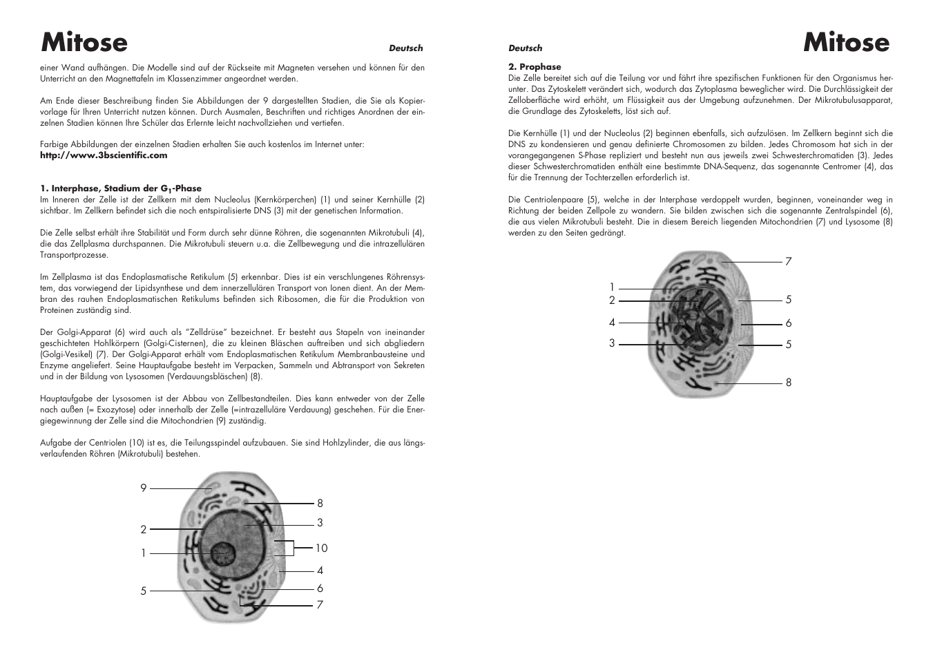 Mitose | 3B Scientific Cell Division I Chart, Mitosis User Manual | Page 6 / 28