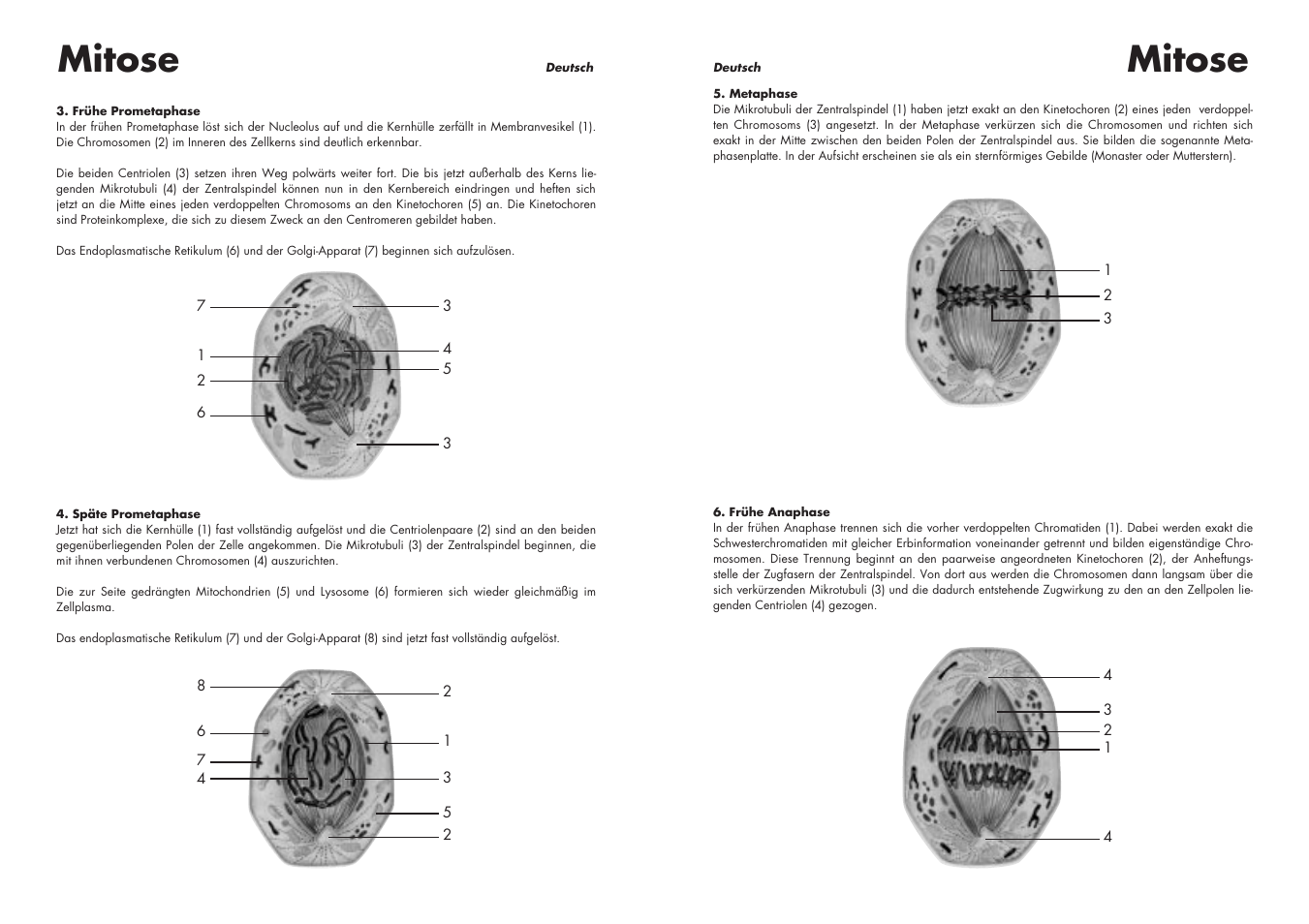 Mitose | 3B Scientific Cell Division I Chart, Mitosis User Manual | Page 7 / 28