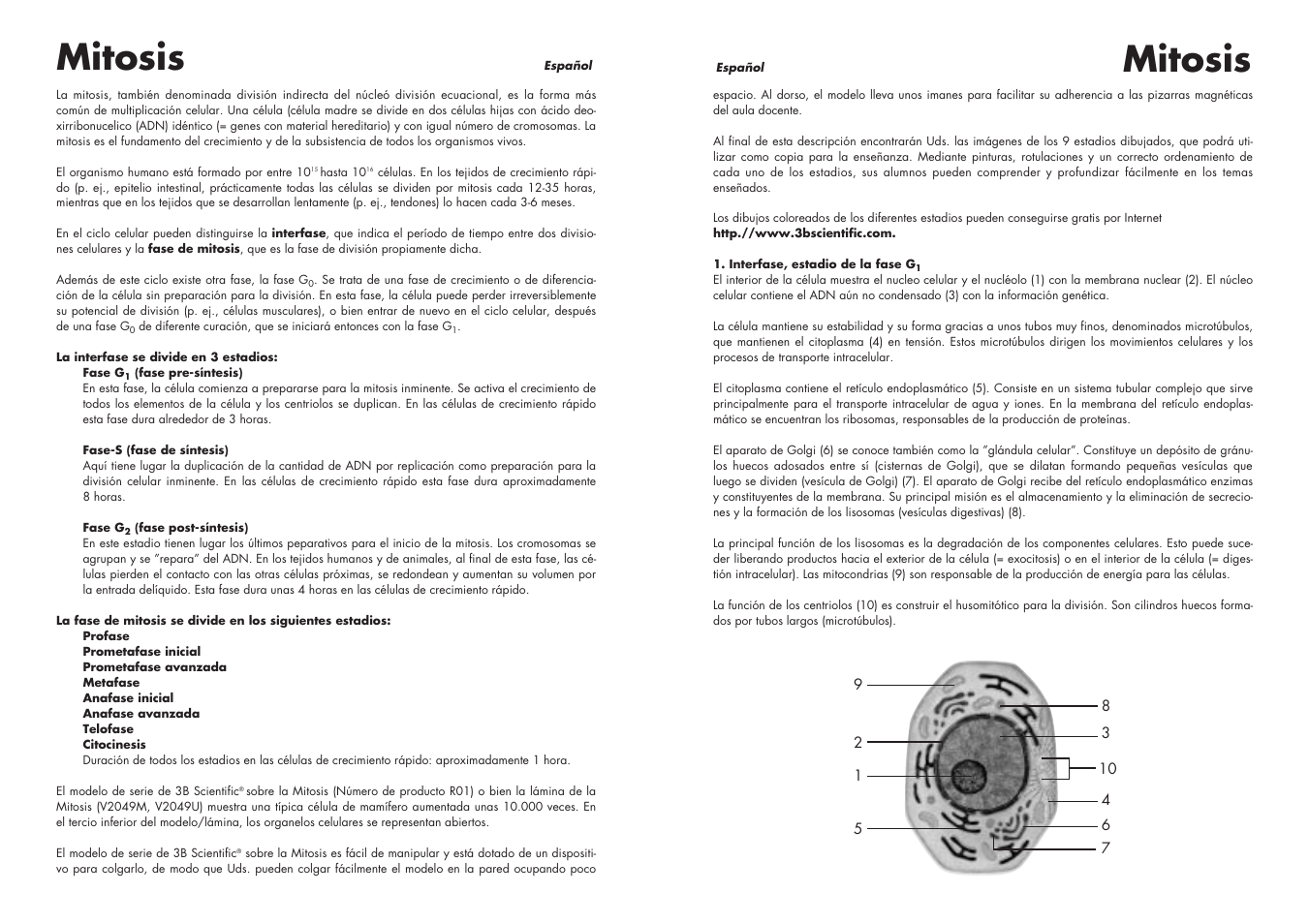 Mitosis | 3B Scientific Cell Division I Chart, Mitosis User Manual | Page 9 / 28
