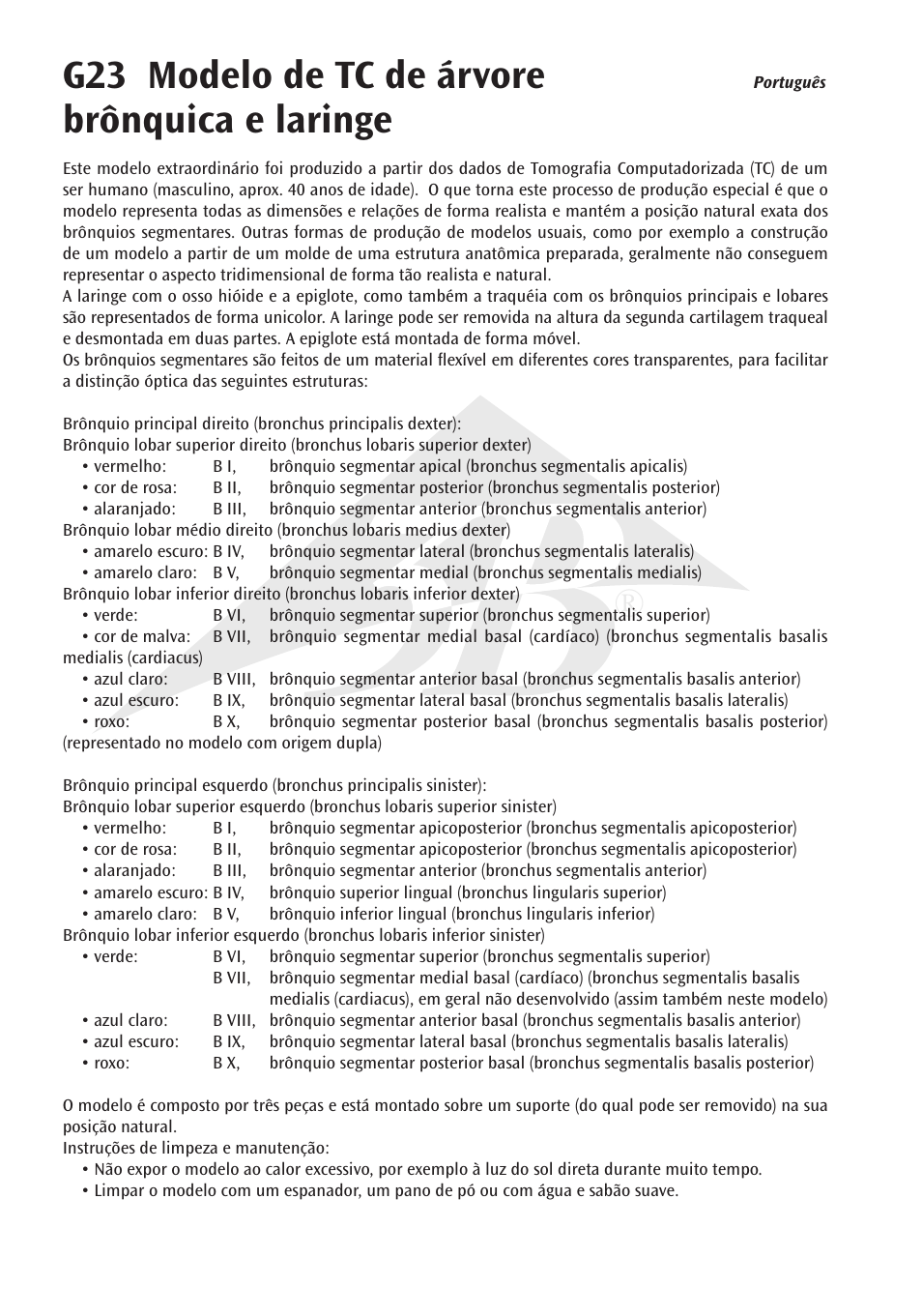 G23 modelo de tc de árvore brônquica e laringe | 3B Scientific CT Bronchial Tree with Larynx and Transparent Lungs User Manual | Page 10 / 16