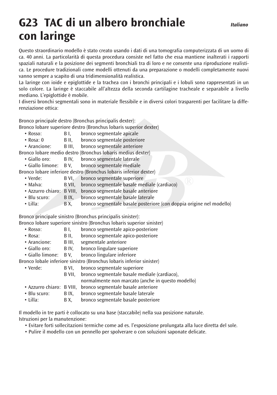 G23 tac di un albero bronchiale con laringe | 3B Scientific CT Bronchial Tree with Larynx and Transparent Lungs User Manual | Page 12 / 16