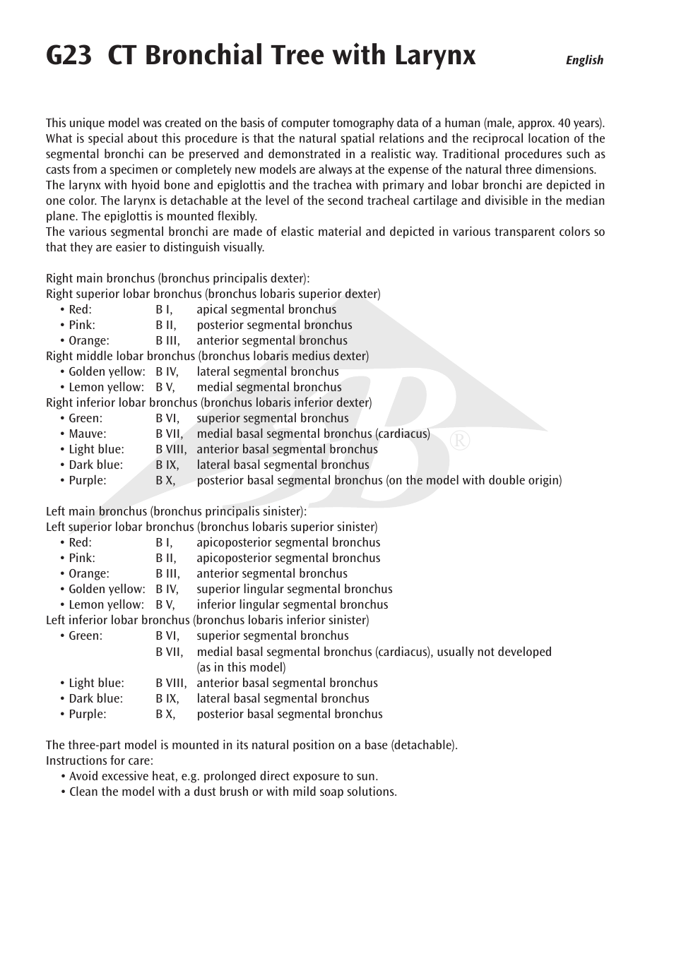 G23 ct bronchial tree with larynx | 3B Scientific CT Bronchial Tree with Larynx and Transparent Lungs User Manual | Page 2 / 16