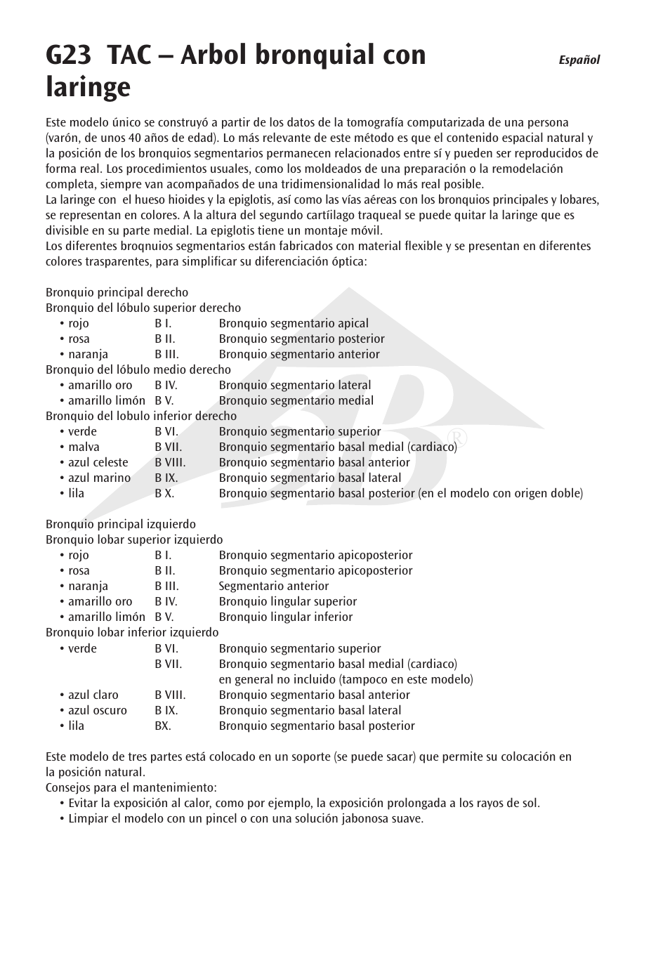 G23 tac – arbol bronquial con laringe | 3B Scientific CT Bronchial Tree with Larynx and Transparent Lungs User Manual | Page 6 / 16