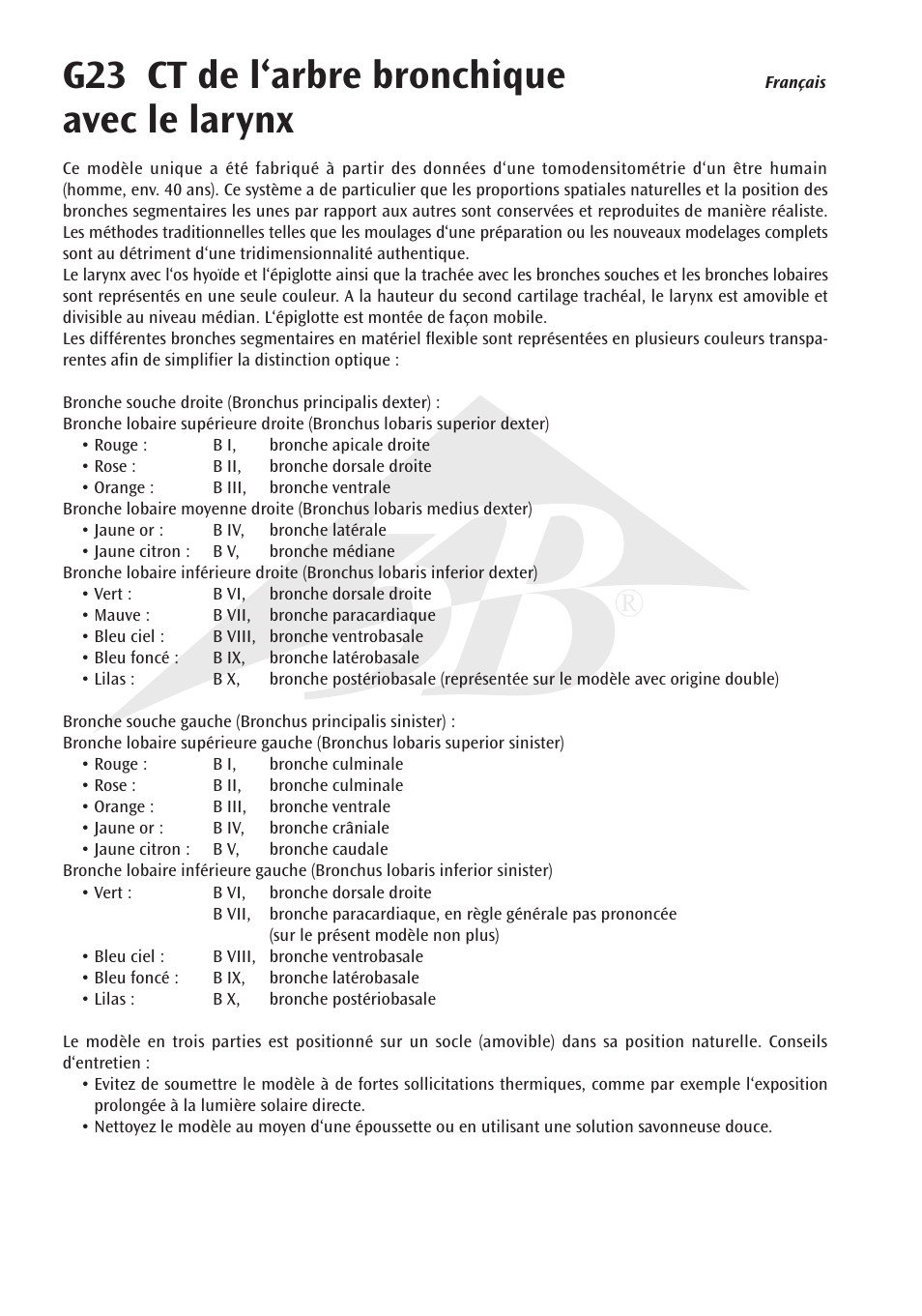 G23 ct de l‘arbre bronchique avec le larynx | 3B Scientific CT Bronchial Tree with Larynx and Transparent Lungs User Manual | Page 8 / 16