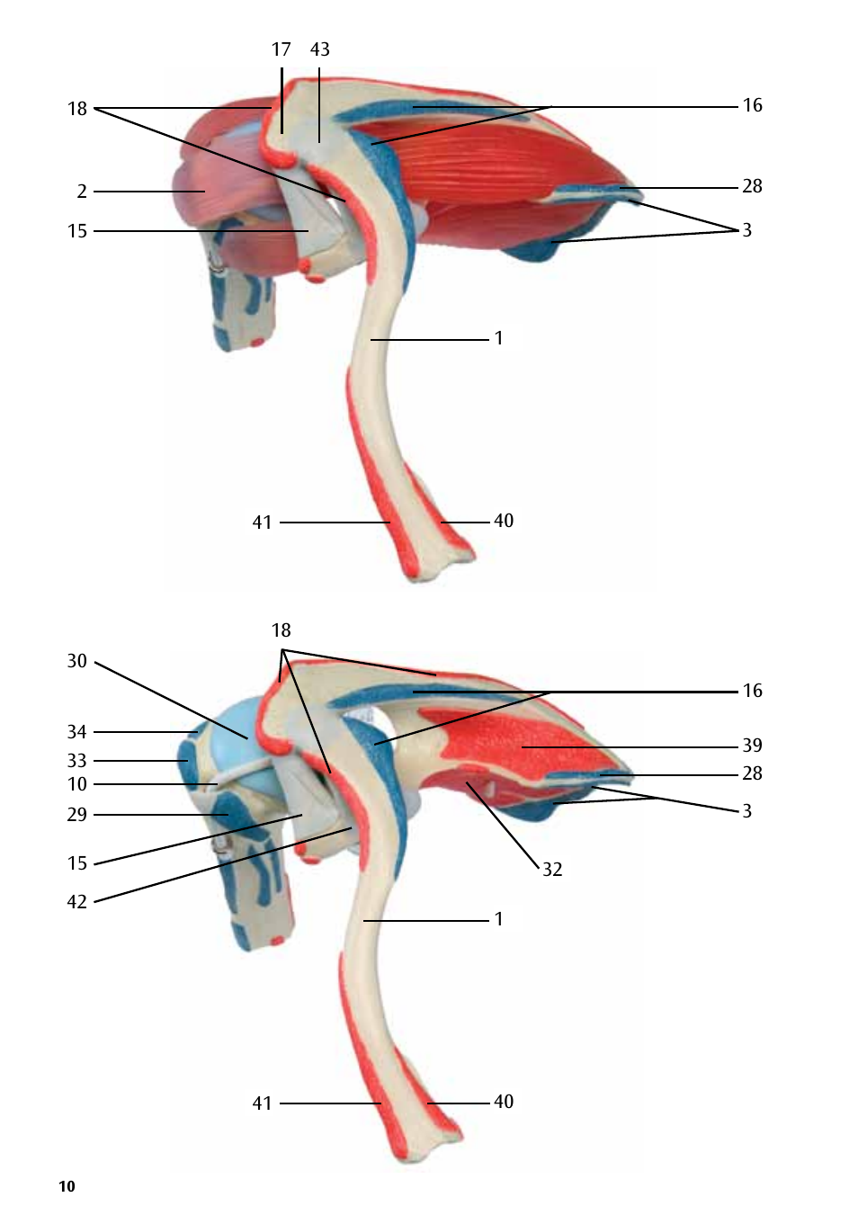 3B Scientific Shoulder Joint with Rotator Cuff - 5 part User Manual | Page 10 / 20