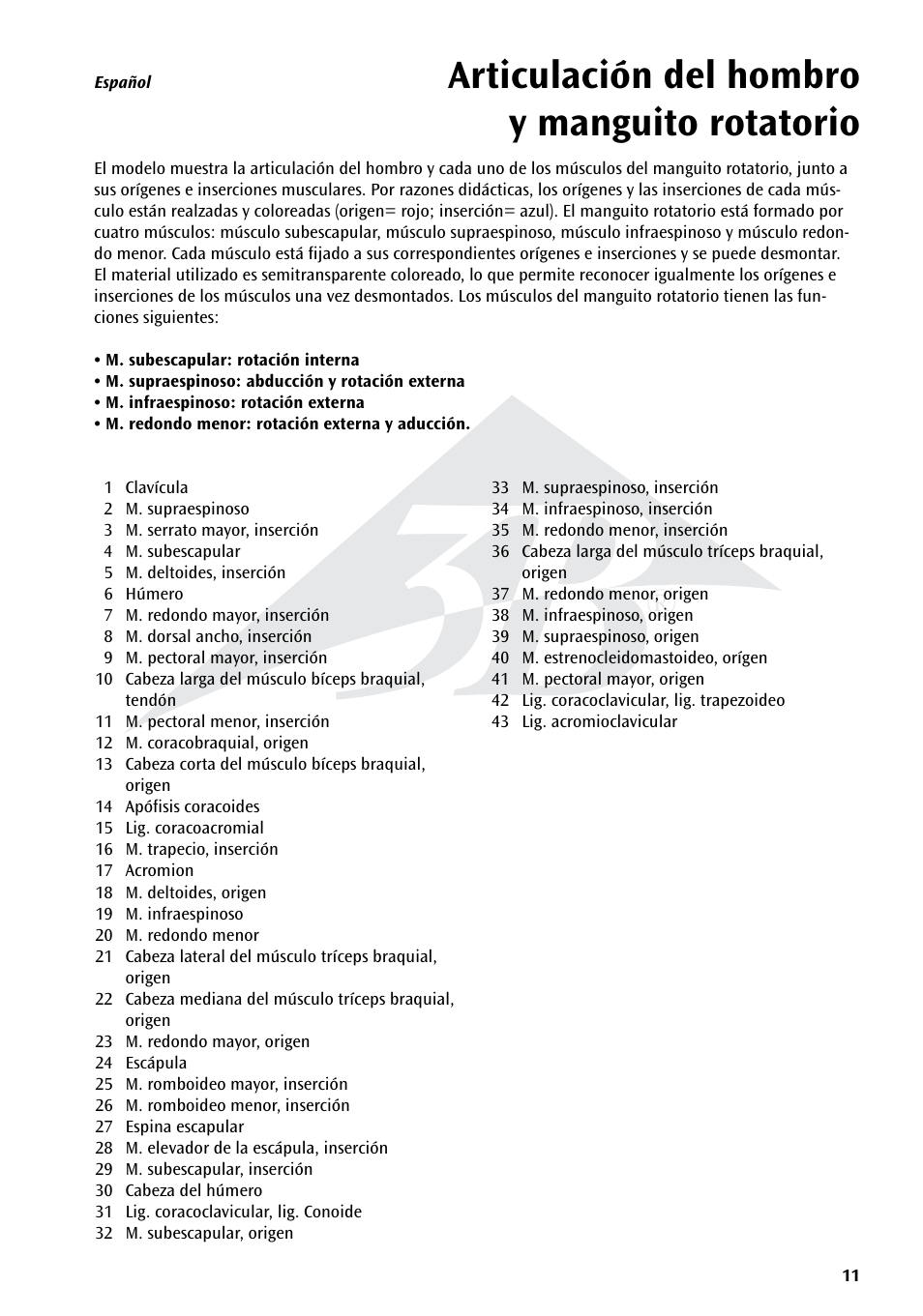Articulación del hombro y manguito rotatorio | 3B Scientific Shoulder Joint with Rotator Cuff - 5 part User Manual | Page 11 / 20