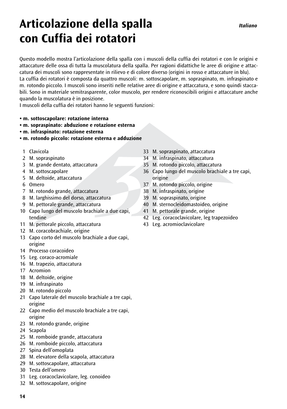 Articolazione della spalla con cuffia dei rotatori | 3B Scientific Shoulder Joint with Rotator Cuff - 5 part User Manual | Page 14 / 20