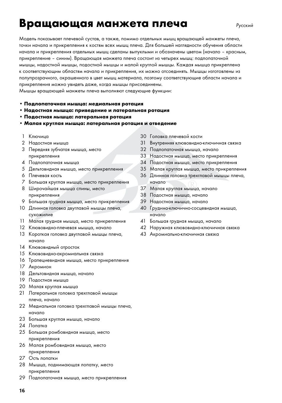 Вращающая манжета плеча | 3B Scientific Shoulder Joint with Rotator Cuff - 5 part User Manual | Page 16 / 20