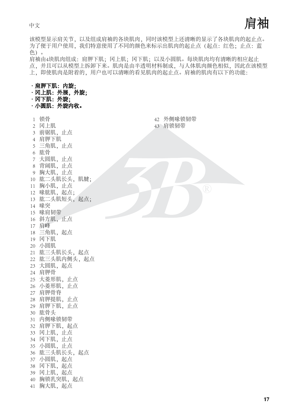 3B Scientific Shoulder Joint with Rotator Cuff - 5 part User Manual | Page 17 / 20