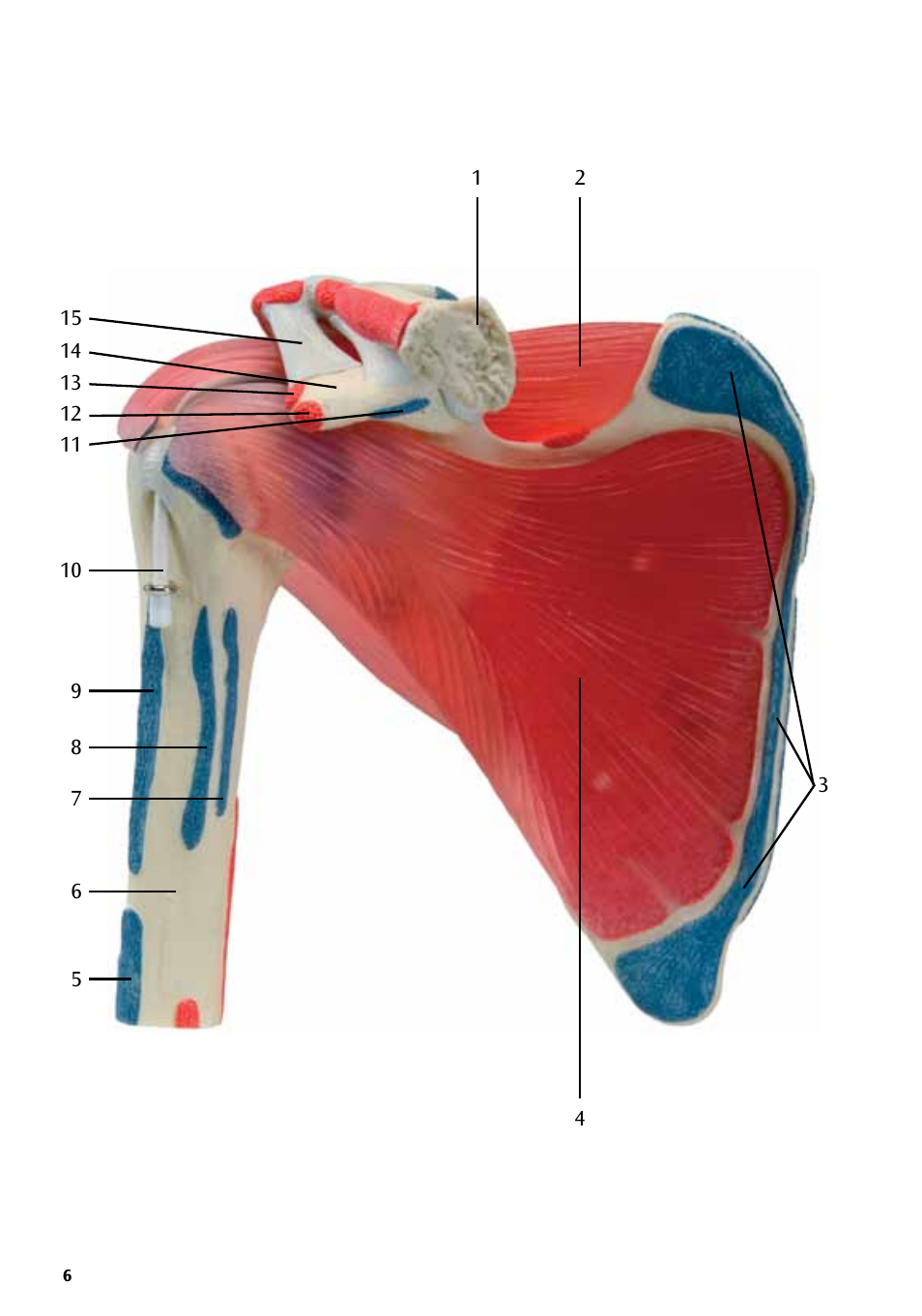 3B Scientific Shoulder Joint with Rotator Cuff - 5 part User Manual | Page 6 / 20