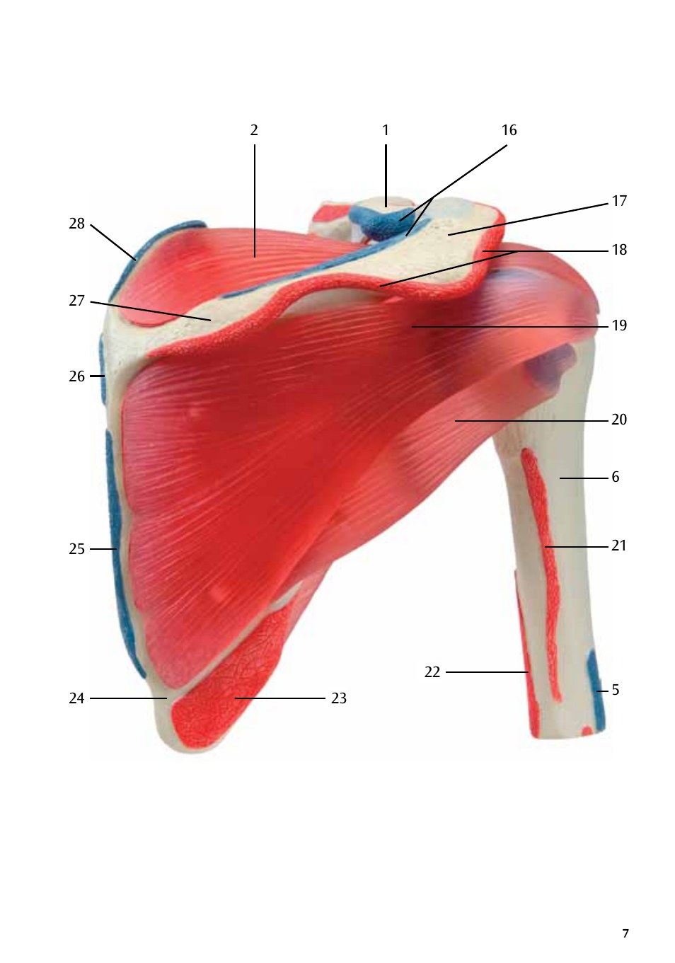 3B Scientific Shoulder Joint with Rotator Cuff - 5 part User Manual | Page 7 / 20