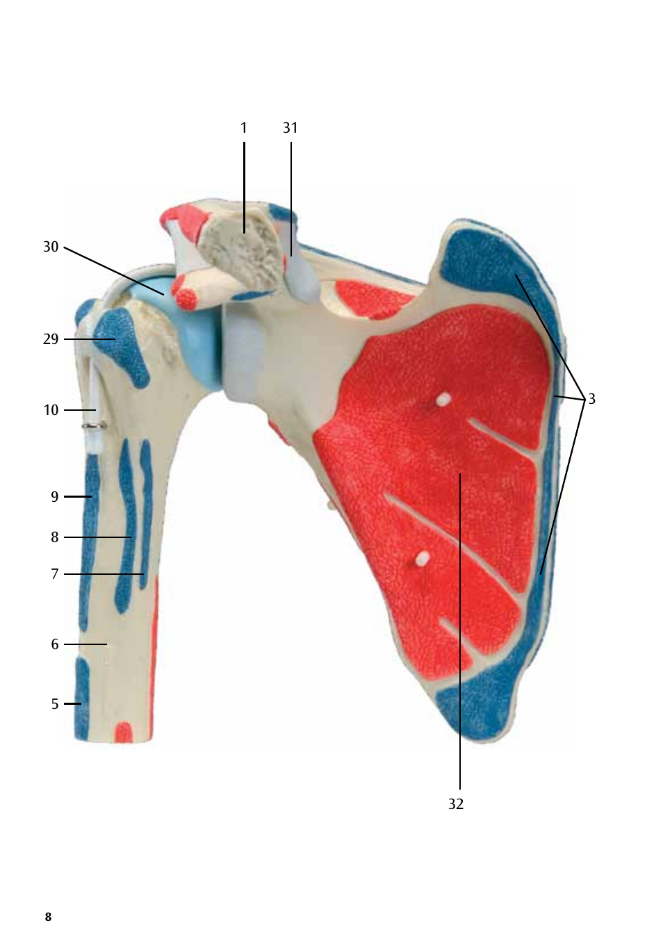 3B Scientific Shoulder Joint with Rotator Cuff - 5 part User Manual | Page 8 / 20