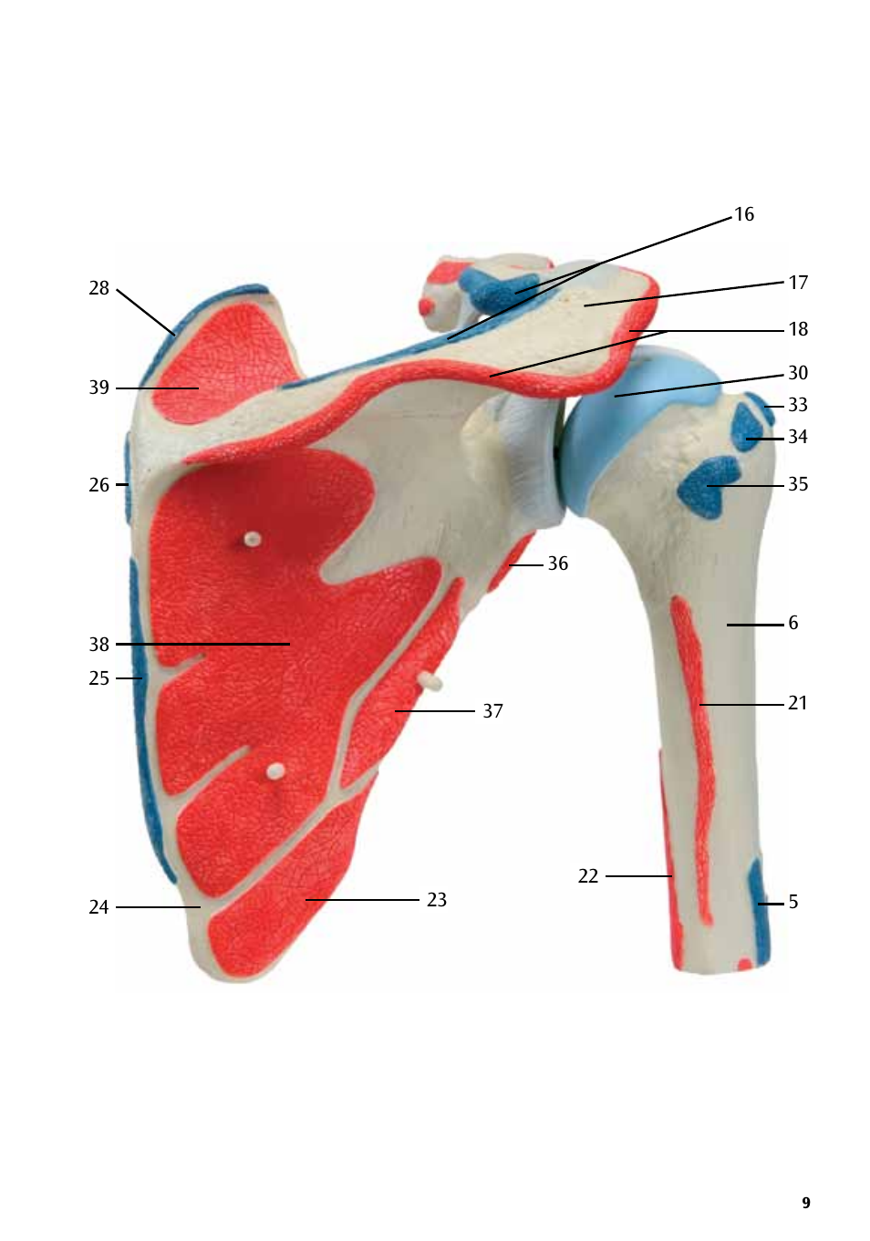 3B Scientific Shoulder Joint with Rotator Cuff - 5 part User Manual | Page 9 / 20