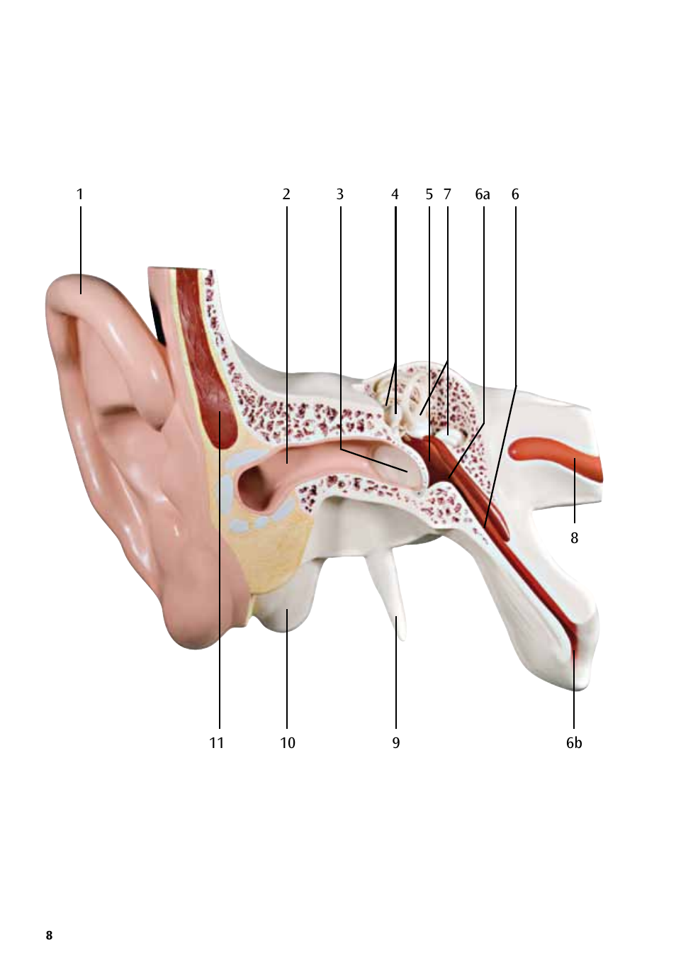 3B Scientific World's Largest Ear Model, 15 times full-size, 3 part User Manual | Page 8 / 16