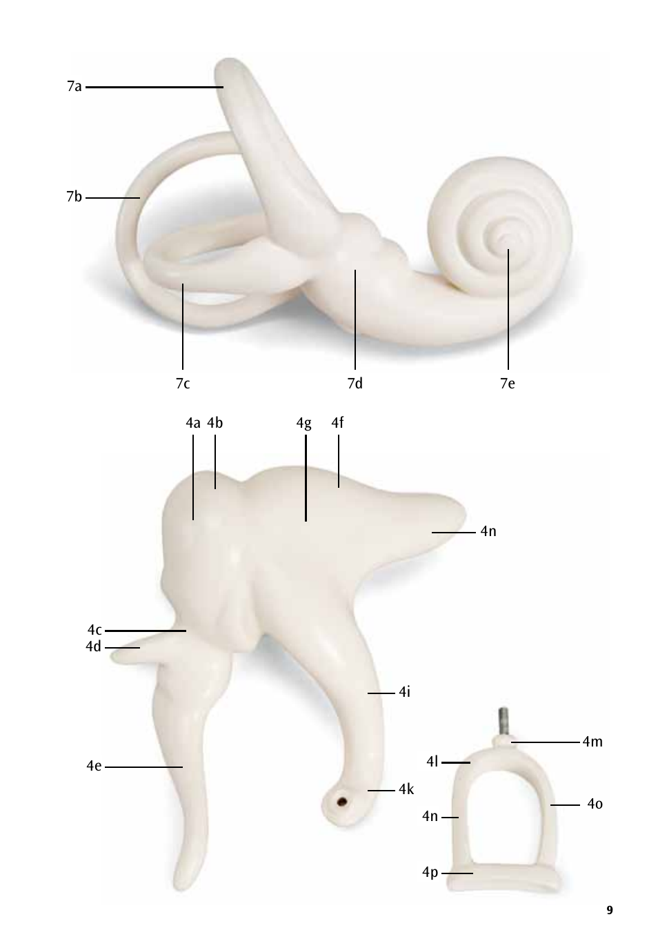 3B Scientific World's Largest Ear Model, 15 times full-size, 3 part User Manual | Page 9 / 16