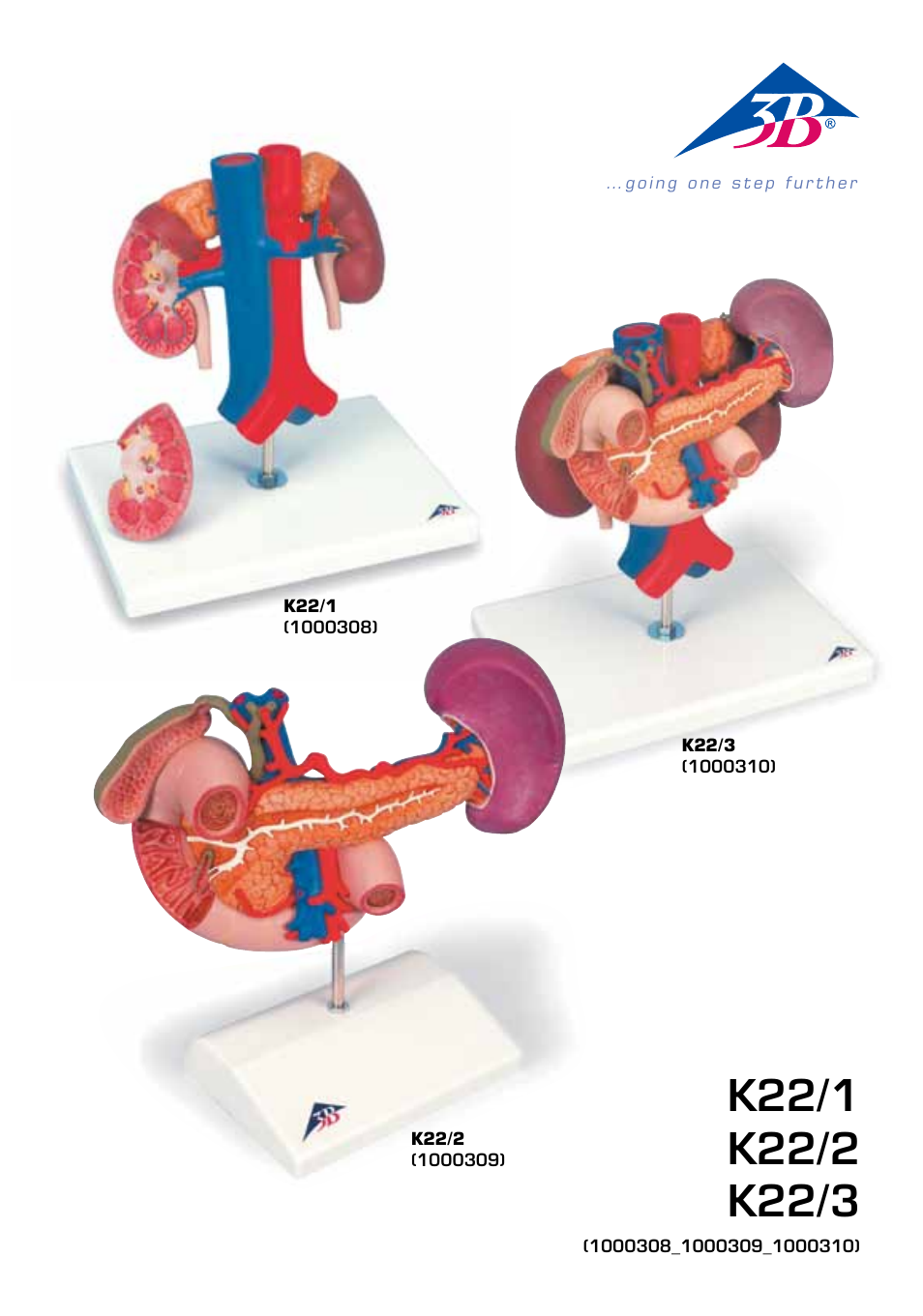 3B Scientific Kidneys with Rear Organs of the Upper Abdomen - 3 Part User Manual | 16 pages