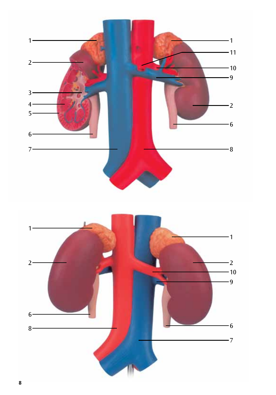3B Scientific Kidneys with Rear Organs of the Upper Abdomen - 3 Part User Manual | Page 8 / 16