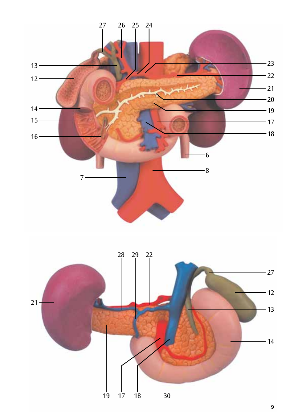 3B Scientific Kidneys with Rear Organs of the Upper Abdomen - 3 Part User Manual | Page 9 / 16