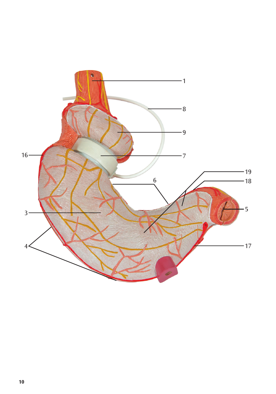 3B Scientific Gastric Band Model User Manual | Page 10 / 16