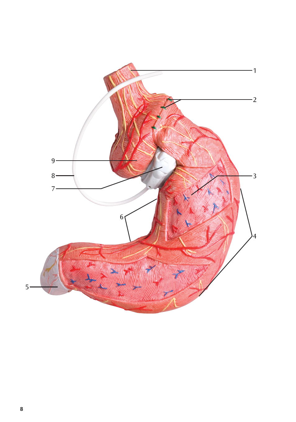 3B Scientific Gastric Band Model User Manual | Page 8 / 16