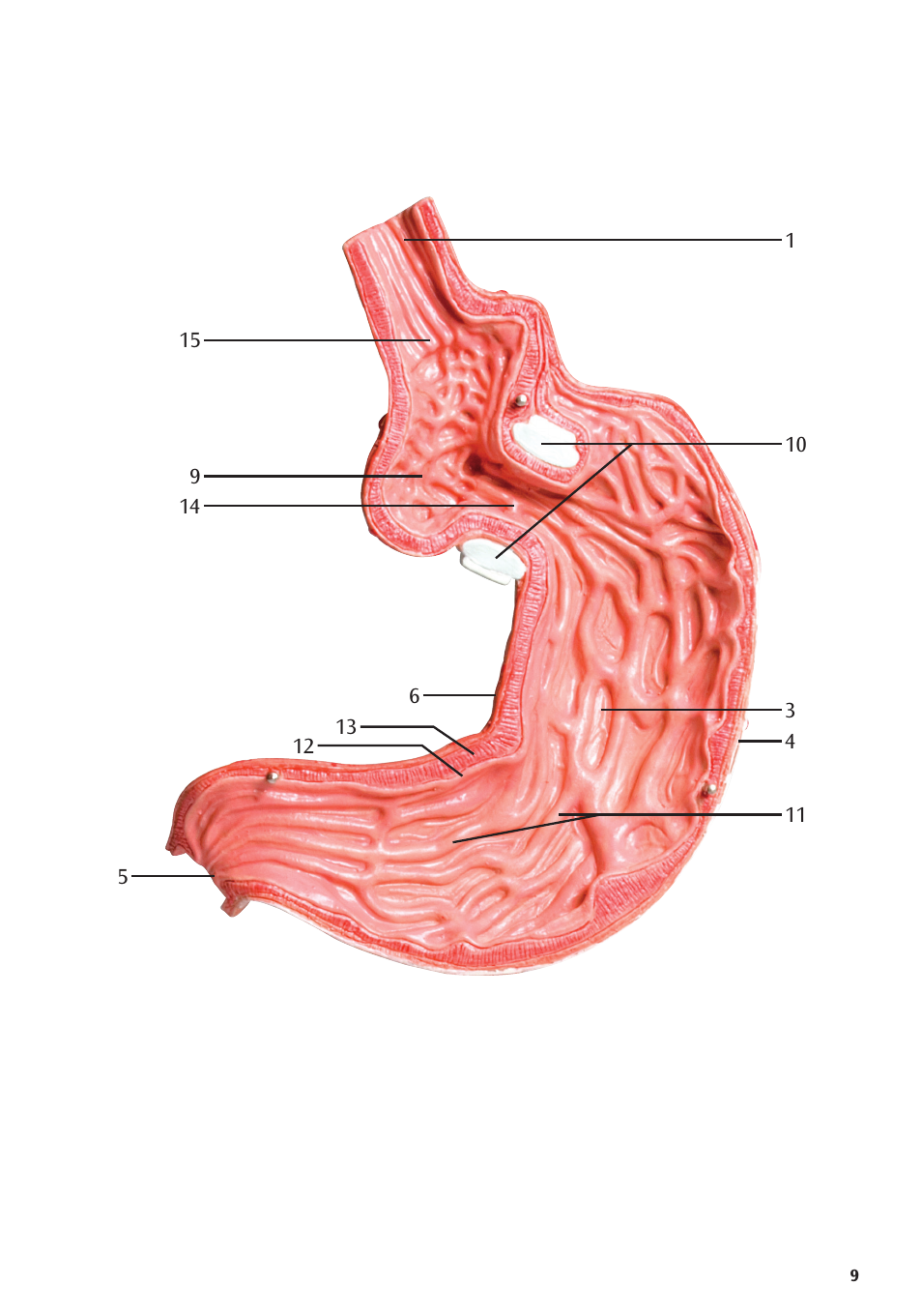 3B Scientific Gastric Band Model User Manual | Page 9 / 16