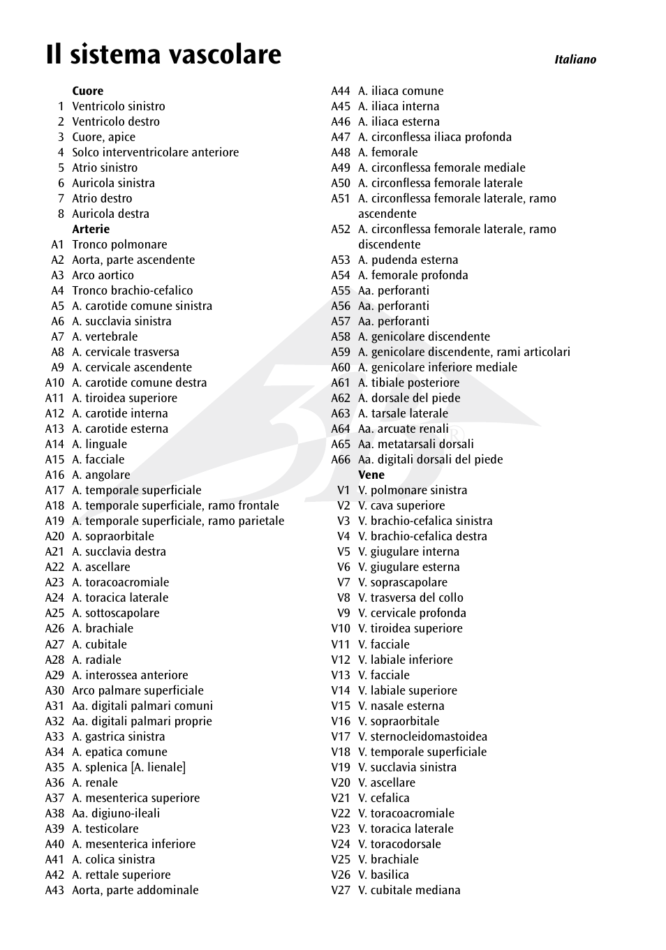 Il sistema vascolare | 3B Scientific The Vascular System Chart User Manual | Page 14 / 24