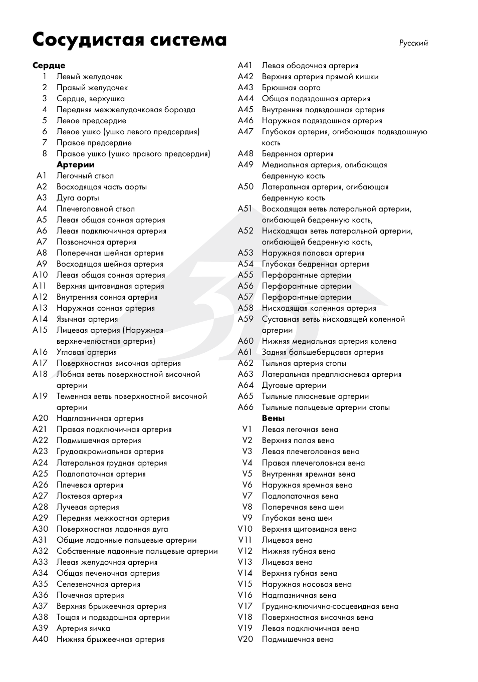 Сосудистая система | 3B Scientific The Vascular System Chart User Manual | Page 18 / 24