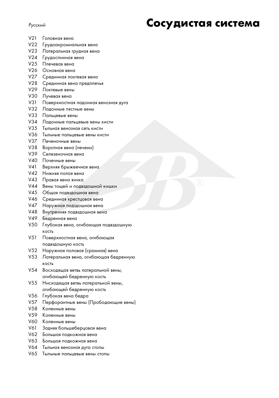Сосудистая система | 3B Scientific The Vascular System Chart User Manual | Page 19 / 24