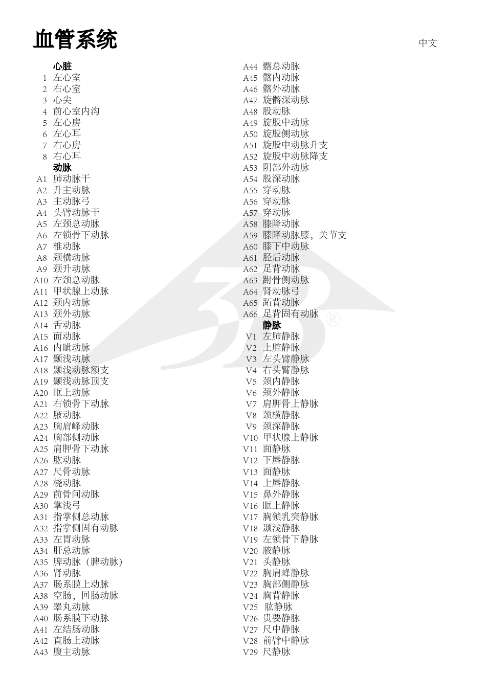 血管系统 | 3B Scientific The Vascular System Chart User Manual | Page 20 / 24