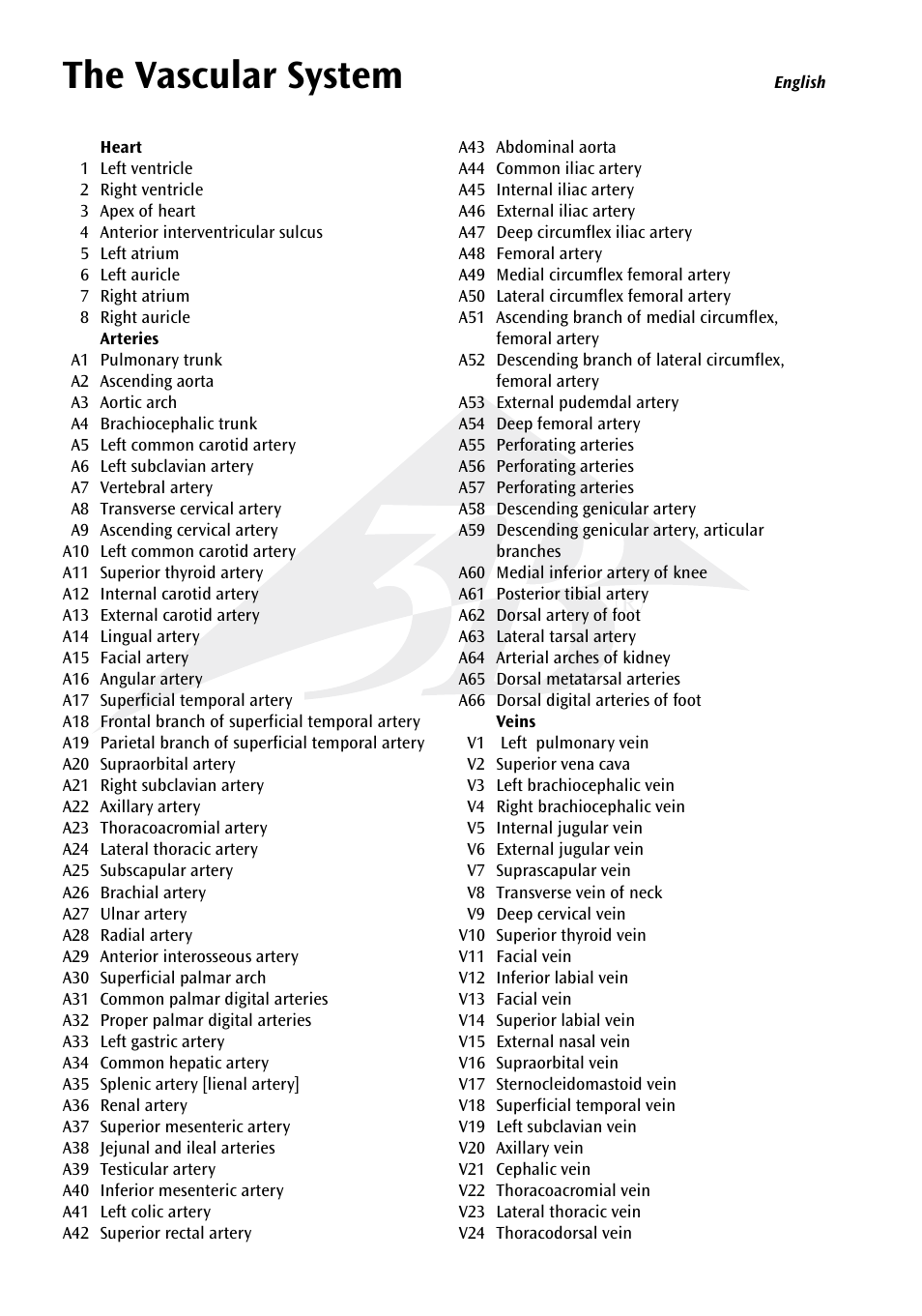 The vascular system | 3B Scientific The Vascular System Chart User Manual | Page 4 / 24