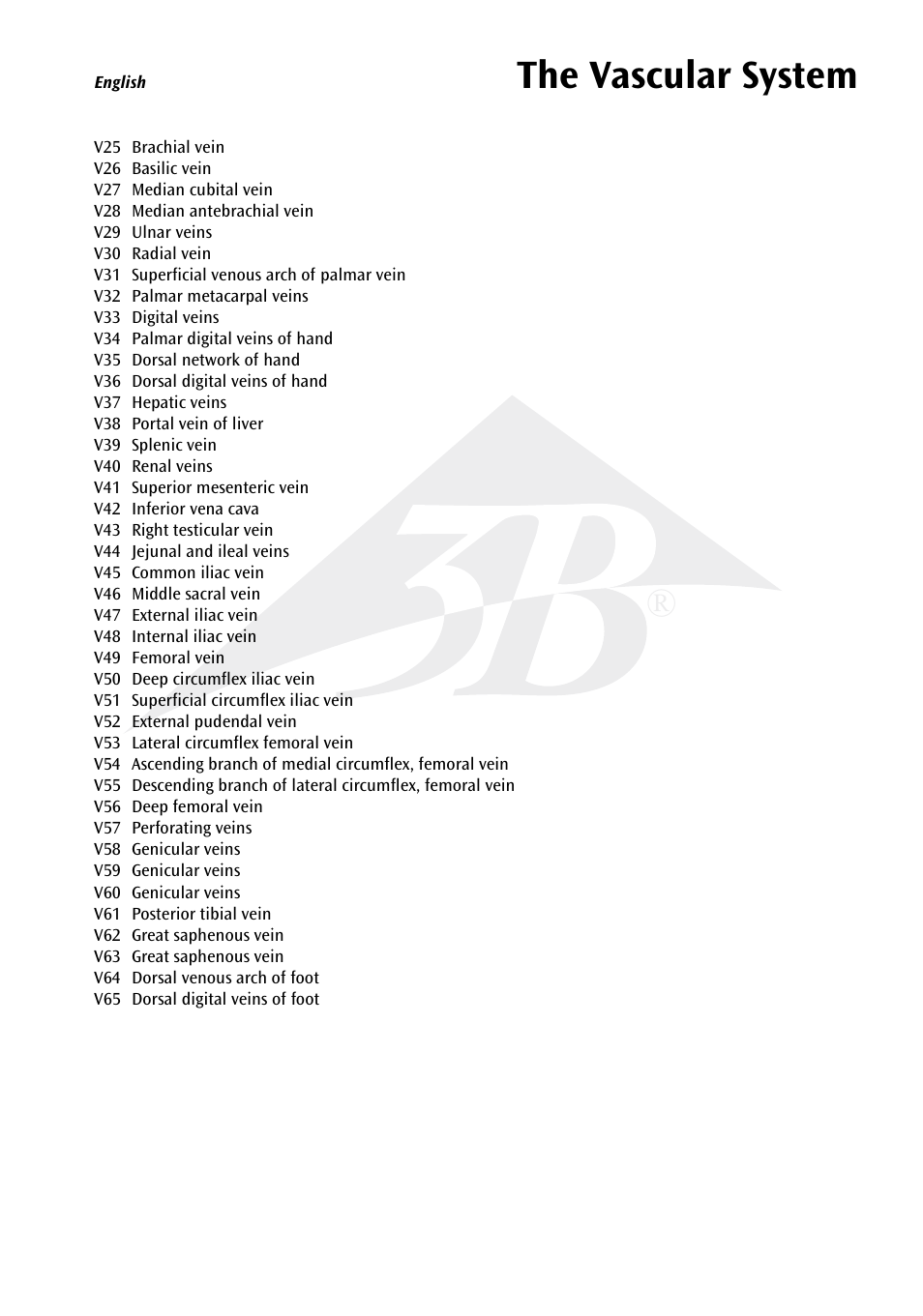 The vascular system | 3B Scientific The Vascular System Chart User Manual | Page 5 / 24