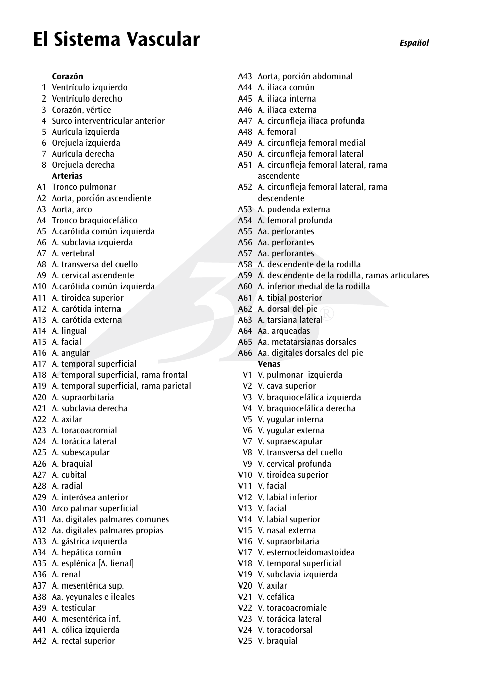 El sistema vascular | 3B Scientific The Vascular System Chart User Manual | Page 8 / 24