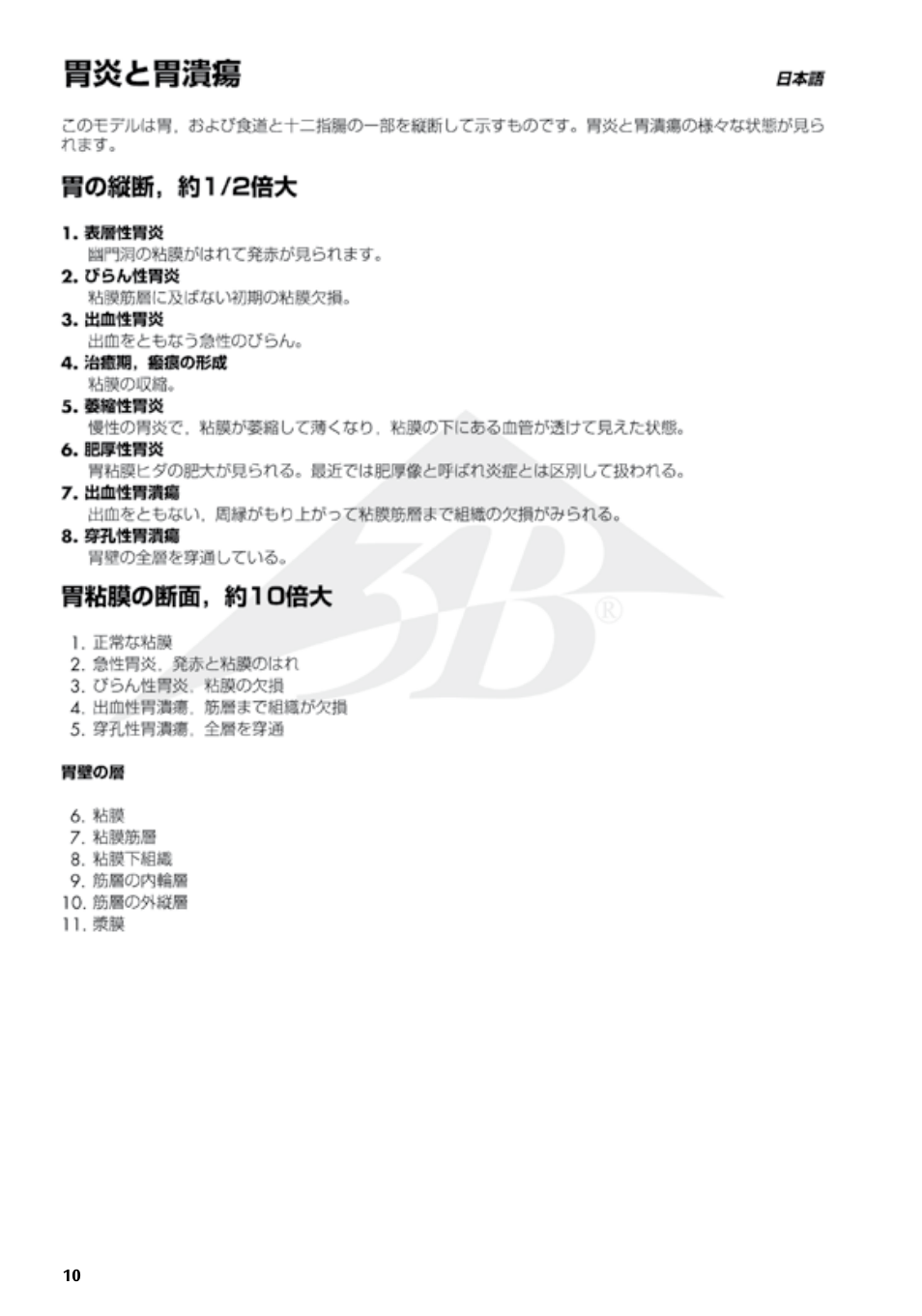 3B Scientific Stomach with Ulcers User Manual | Page 10 / 16