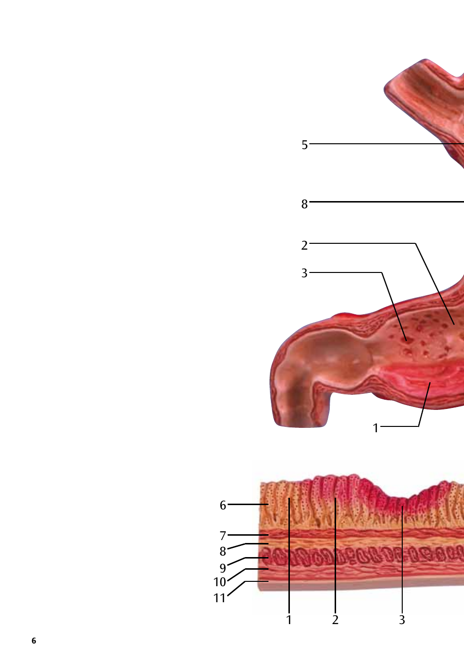 3B Scientific Stomach with Ulcers User Manual | Page 6 / 16