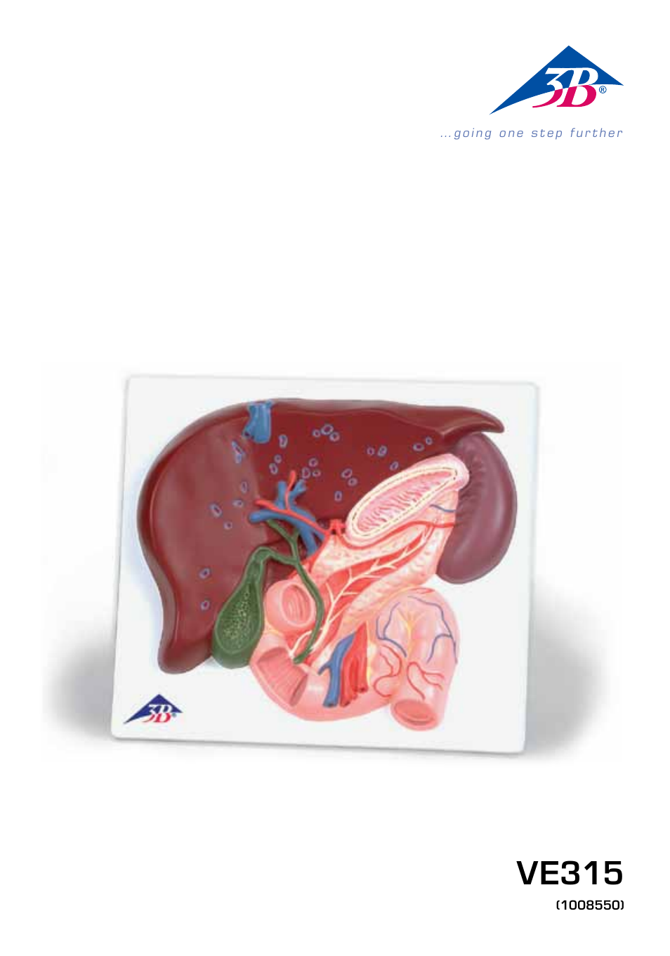 3B Scientific Liver with Gall Bladder, Pancreas and Duodenum User Manual | 16 pages