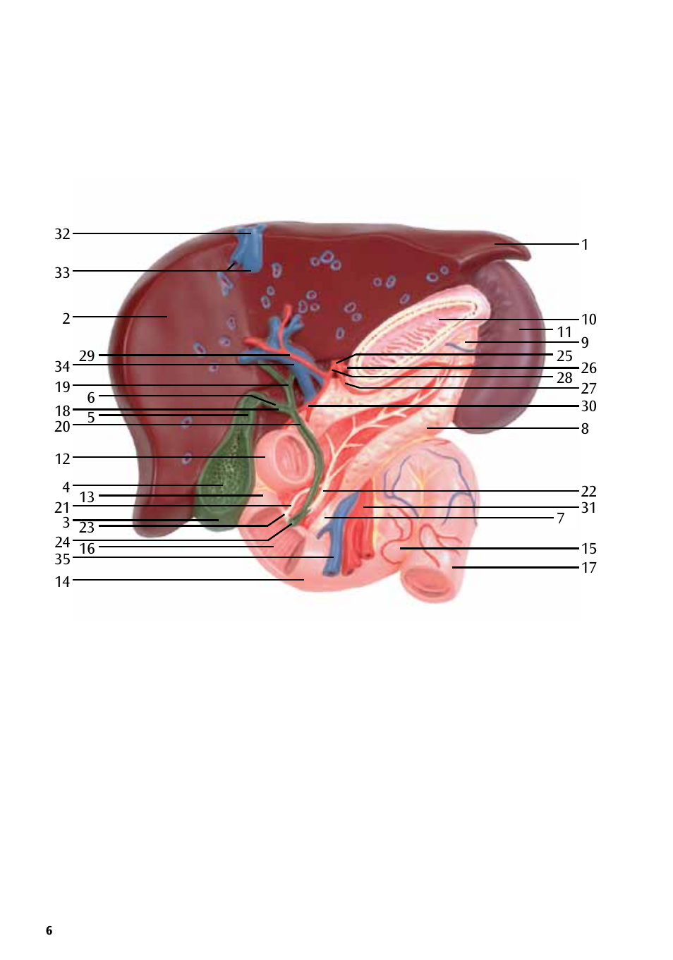 3B Scientific Liver with Gall Bladder, Pancreas and Duodenum User Manual | Page 6 / 16