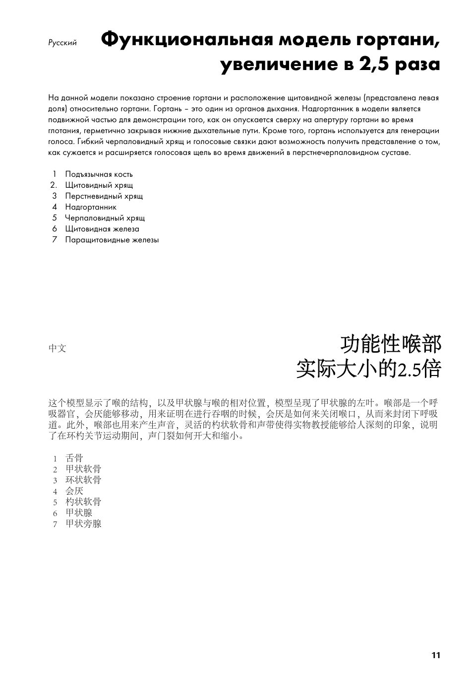 功能性喉部 实际大小的2.5倍 | 3B Scientific Functional Larynx Model, 2.5 times full-size User Manual | Page 11 / 12