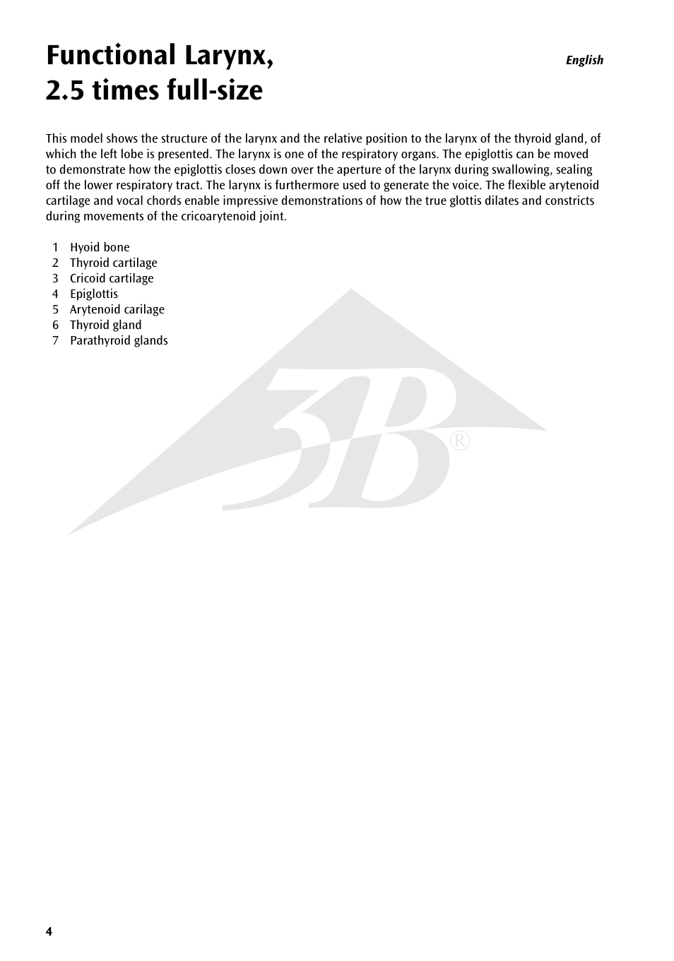 Functional larynx, 2.5 times full-size | 3B Scientific Functional Larynx Model, 2.5 times full-size User Manual | Page 4 / 12