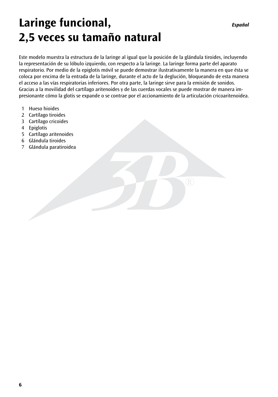 Laringe funcional, 2,5 veces su tamaño natural | 3B Scientific Functional Larynx Model, 2.5 times full-size User Manual | Page 6 / 12