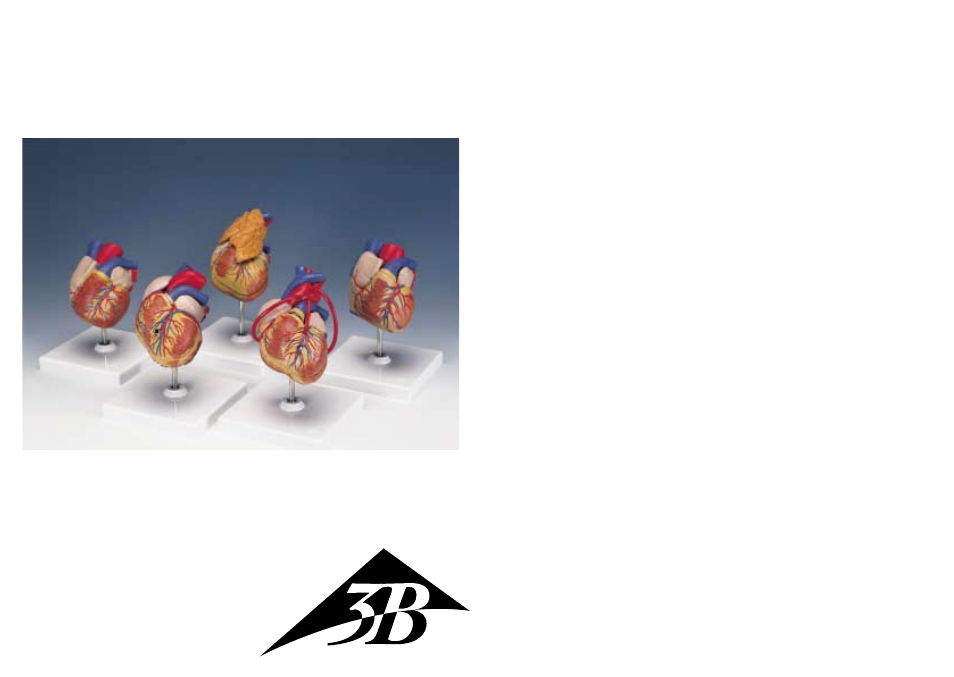 3B Scientific G04 User Manual | 13 pages