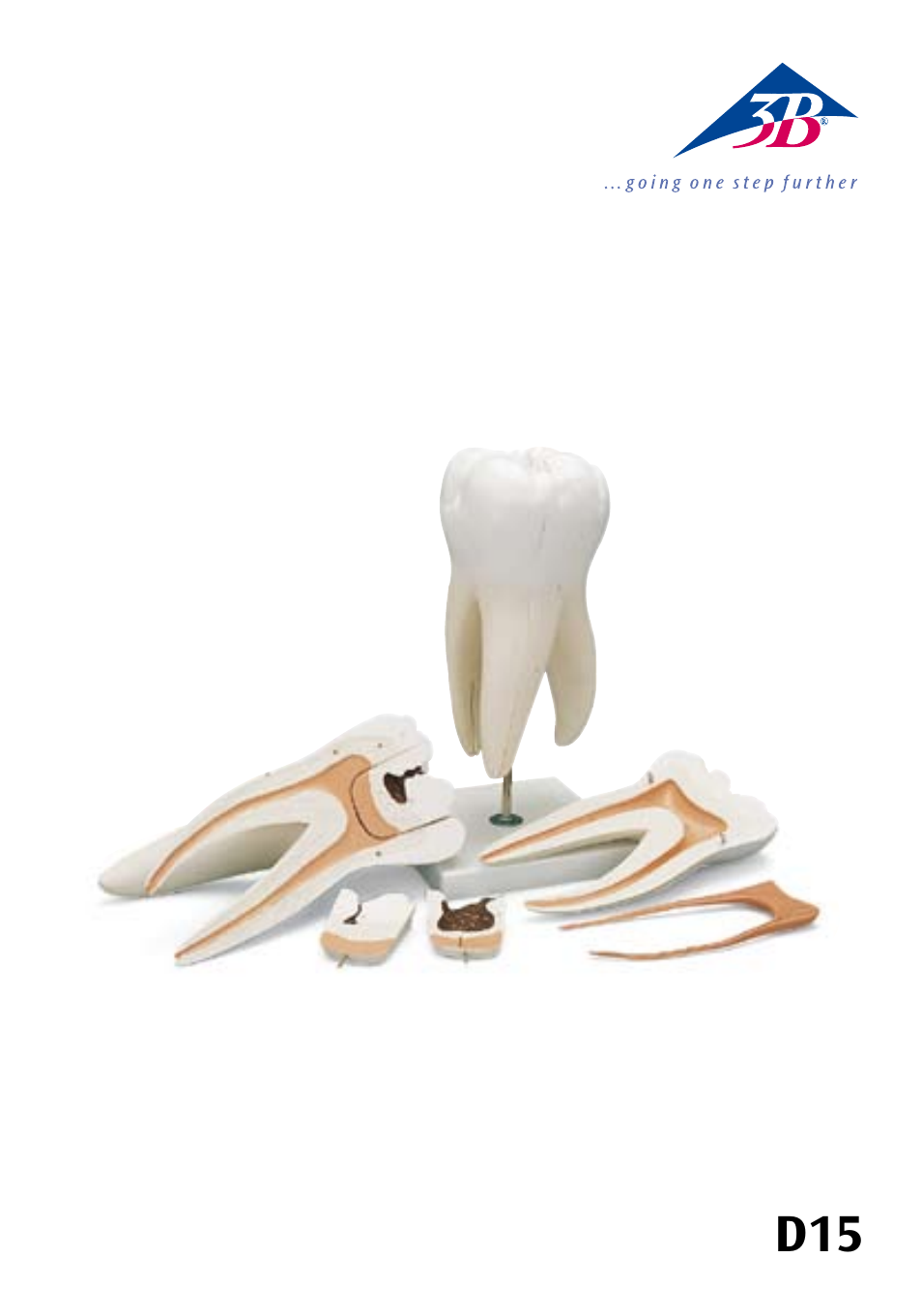 3B Scientific Giant Molar with Dental Cavities, 15 times life size, 5 part User Manual | 13 pages