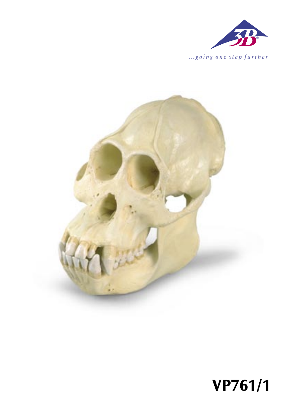 3B Scientific Orangutan Skull (Pongo pygmaeus), male User Manual | 20 pages