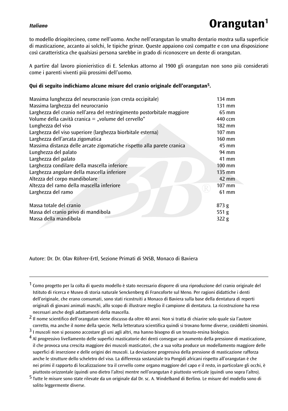 Orangutan | 3B Scientific Orangutan Skull (Pongo pygmaeus), male User Manual | Page 13 / 20