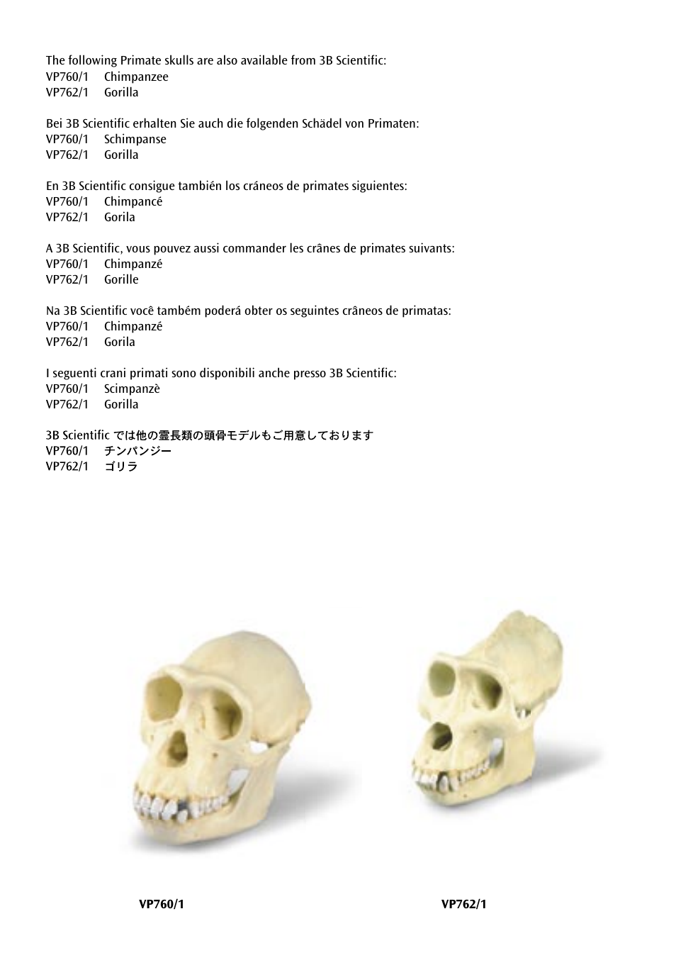3B Scientific Orangutan Skull (Pongo pygmaeus), male User Manual | Page 16 / 20