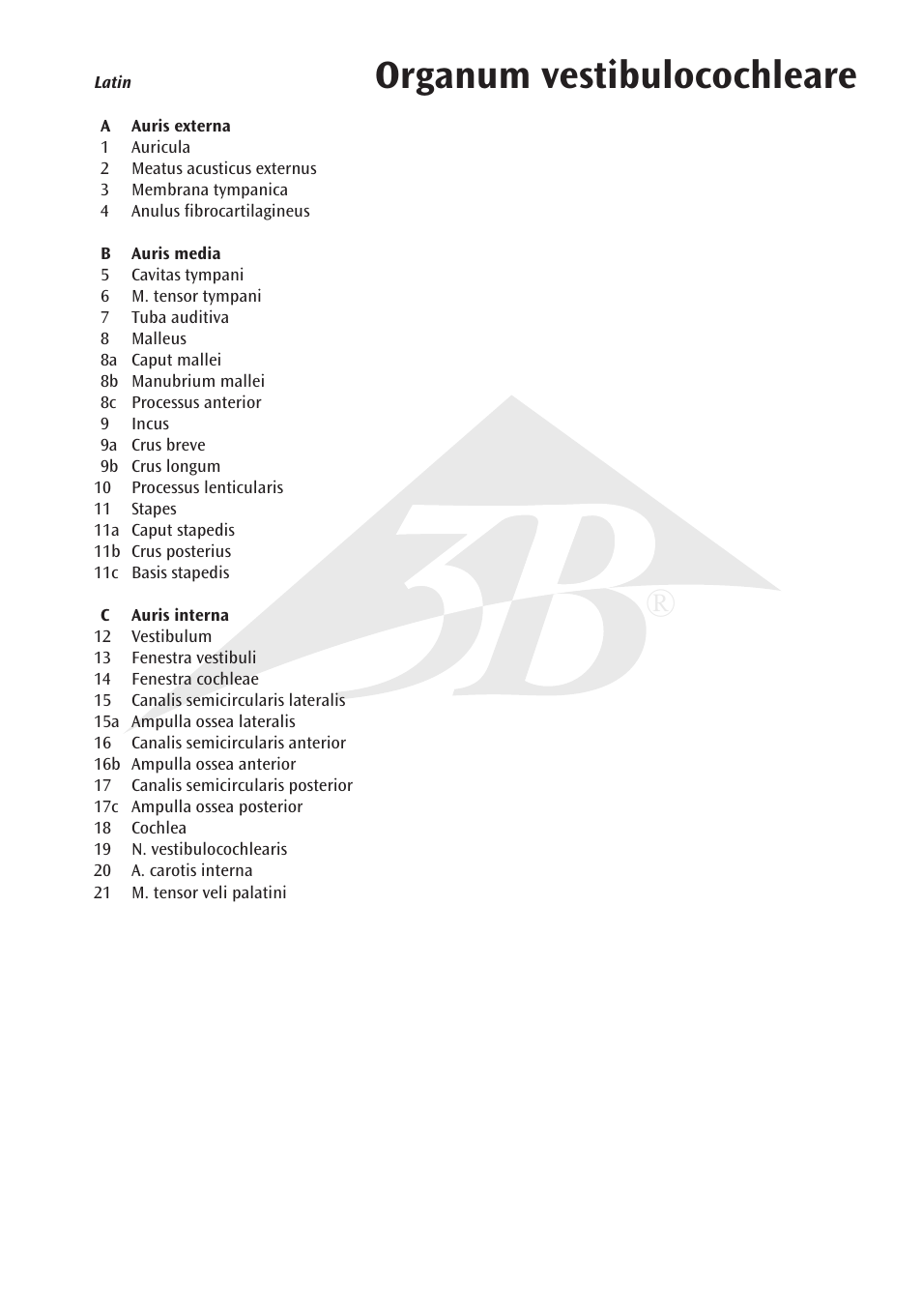 Organum vestibulocochleare | 3B Scientific Ear Model, 3 times life size, 6 part User Manual | Page 3 / 12