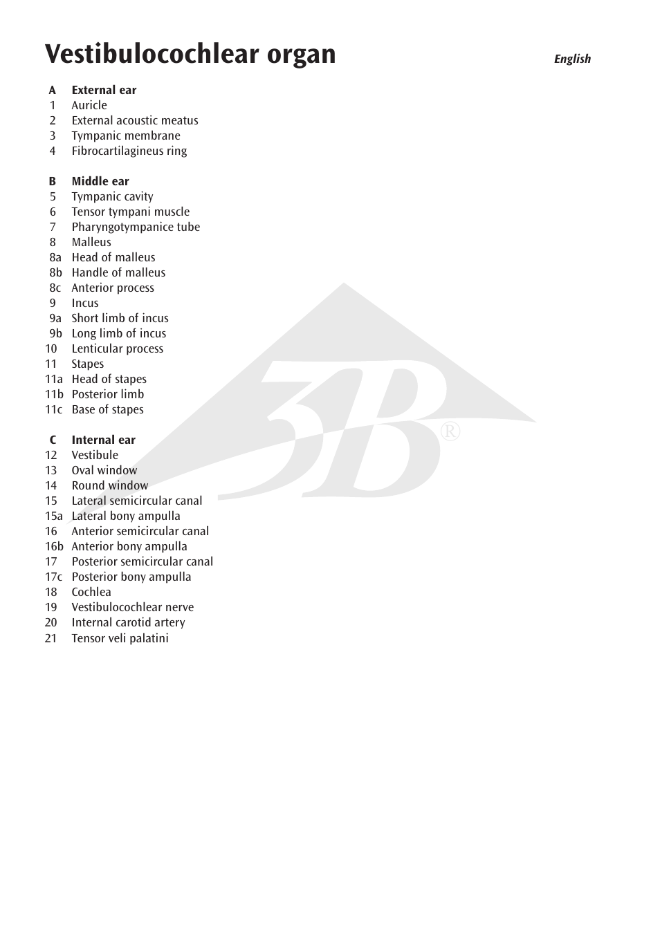 Vestibulocochlear organ | 3B Scientific Ear Model, 3 times life size, 6 part User Manual | Page 4 / 12